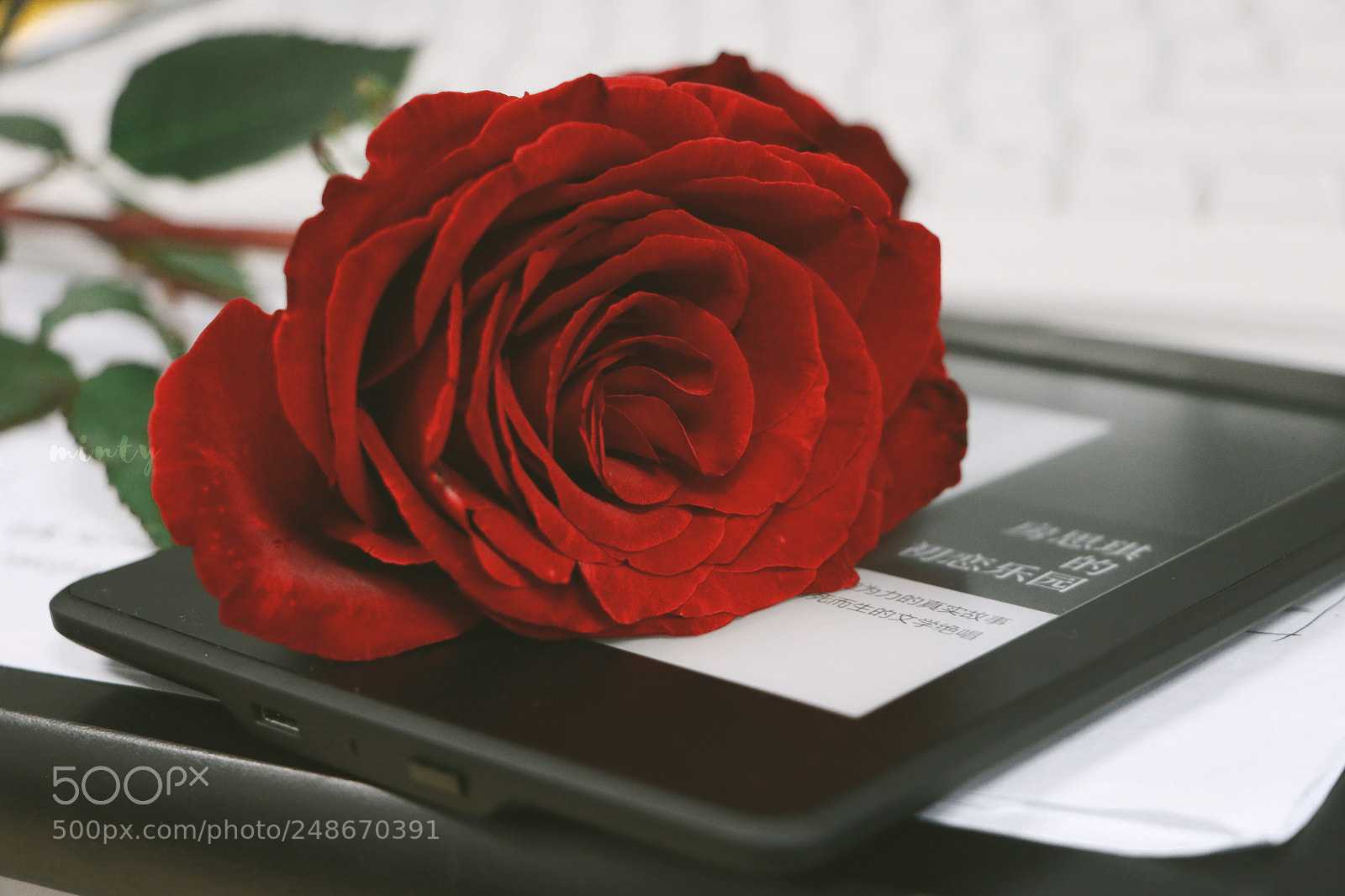 Canon EOS 7D Mark II sample photo. Happy women's day photography