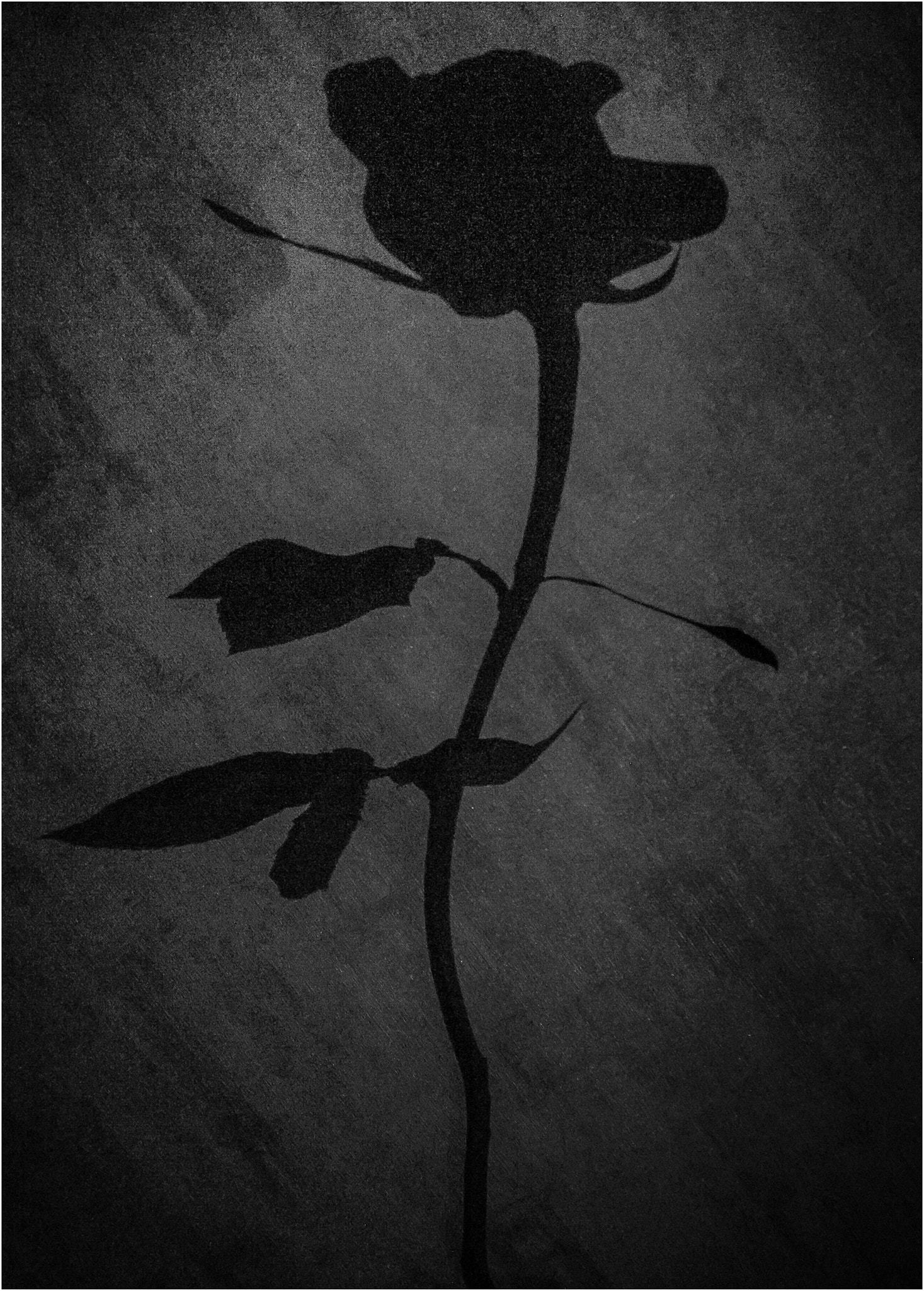 Ricoh GR DIGITAL 4 sample photo. The shadow of a rose photography