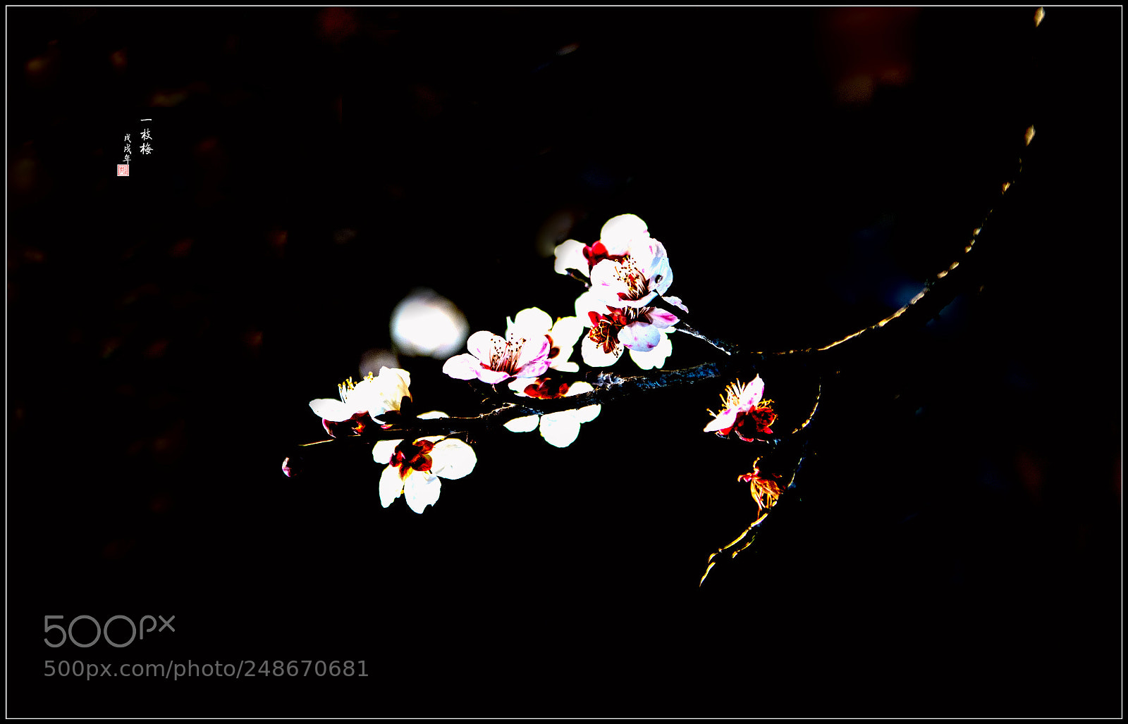 Nikon D850 sample photo. Untitled photography