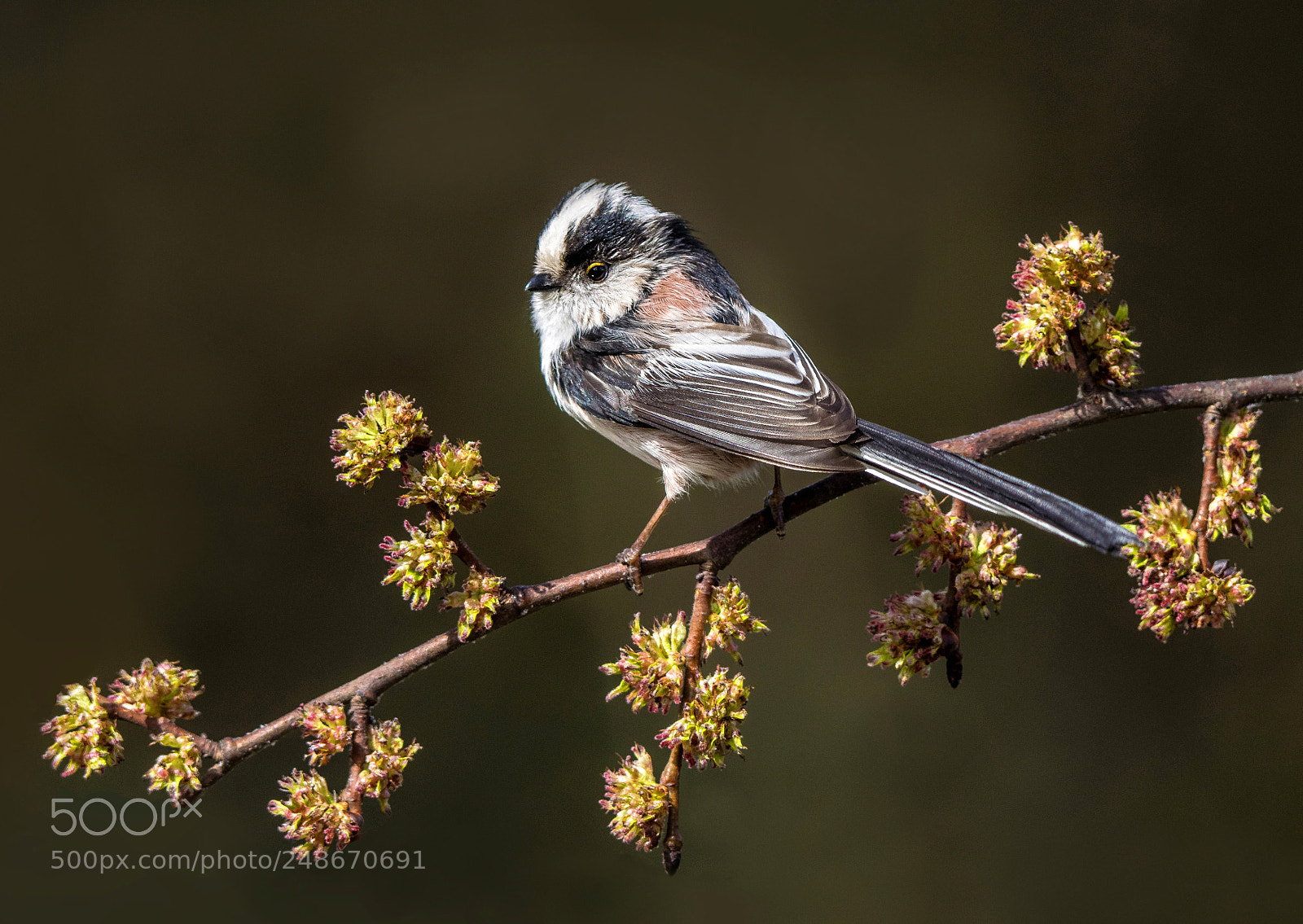 Olympus OM-D E-M1 sample photo. Long tailed tit photography