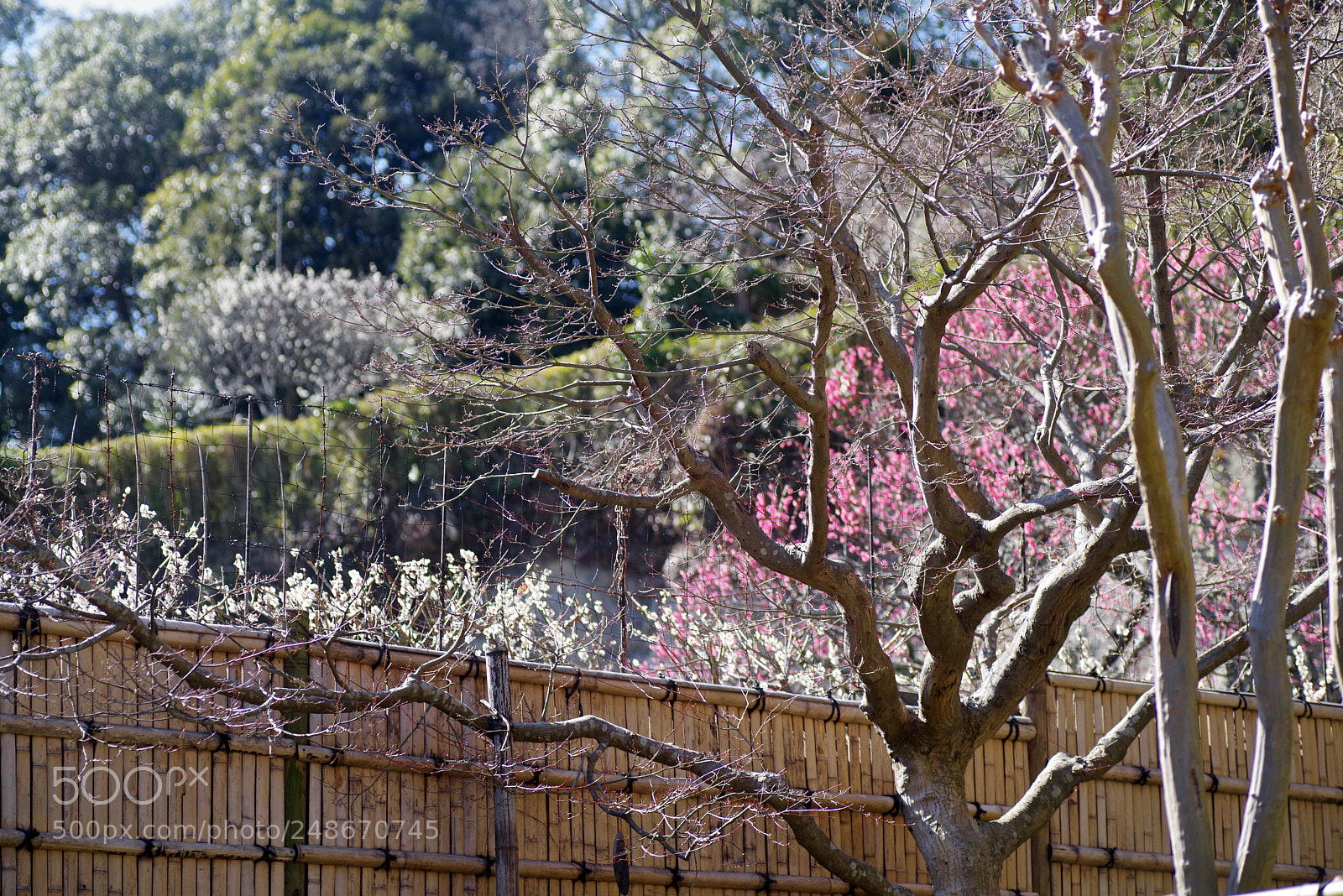 Pentax K-1 sample photo. Pink and white photography