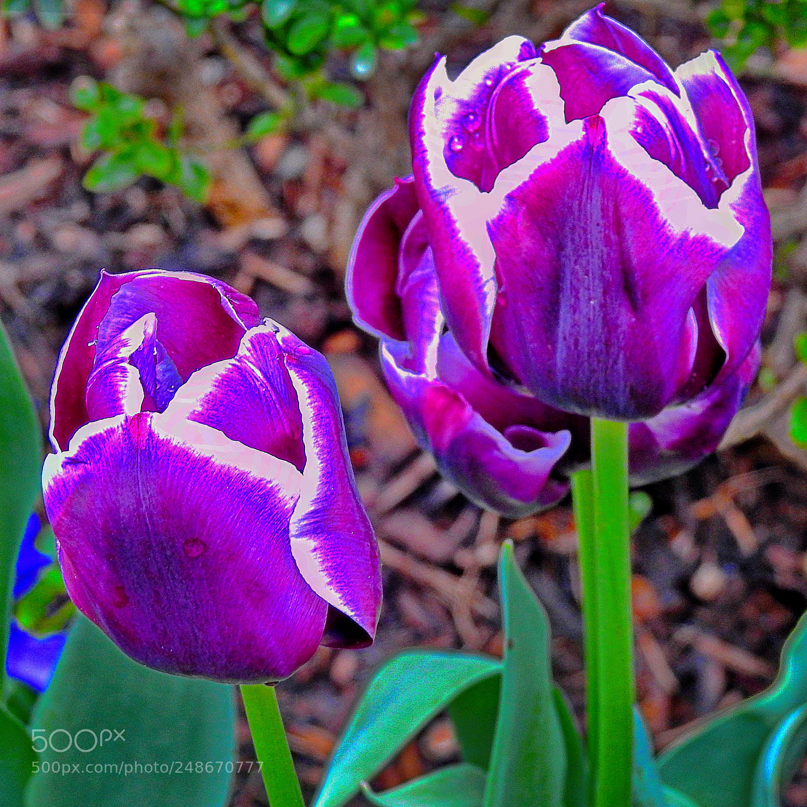 Nikon Coolpix P900 sample photo. Tulips photography
