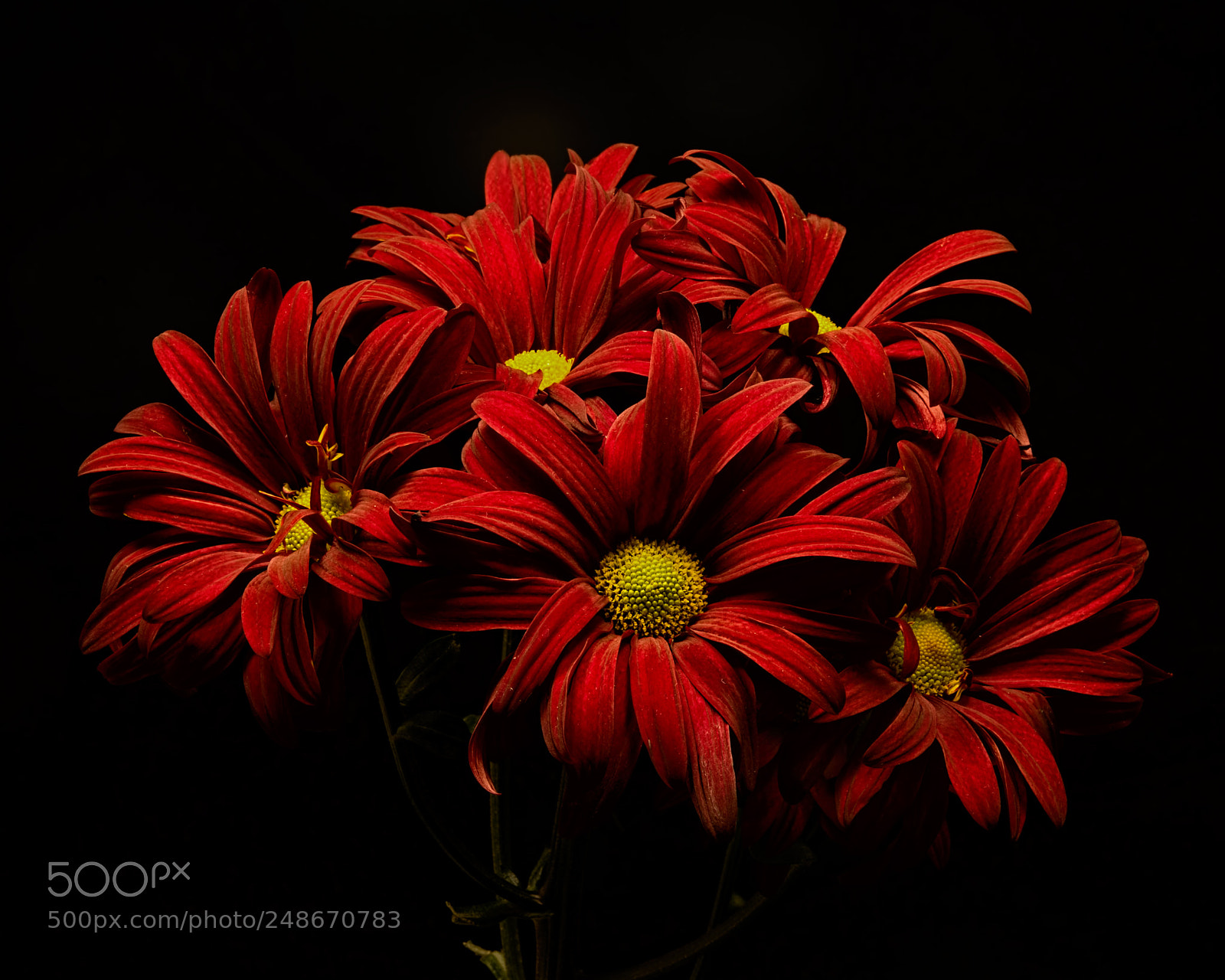 Nikon D810 sample photo. Safety in numbers 1121 photography