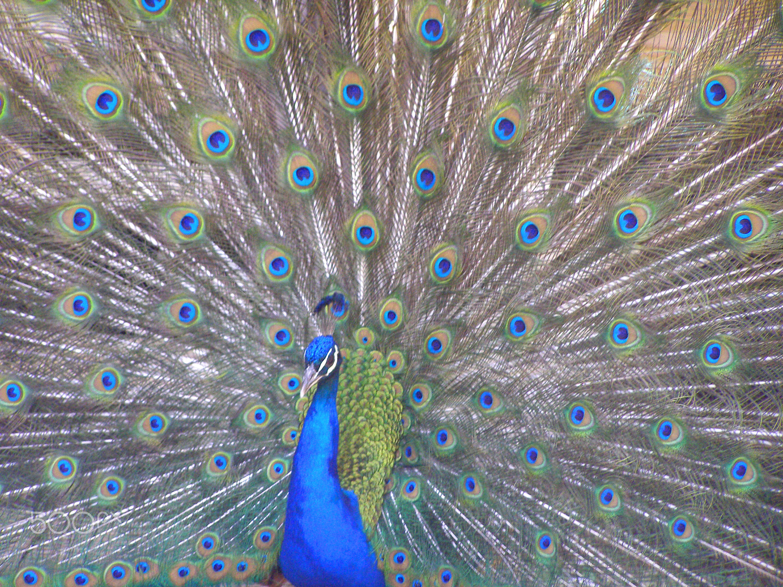 Olympus SP500UZ sample photo. Peeking at peacock photography