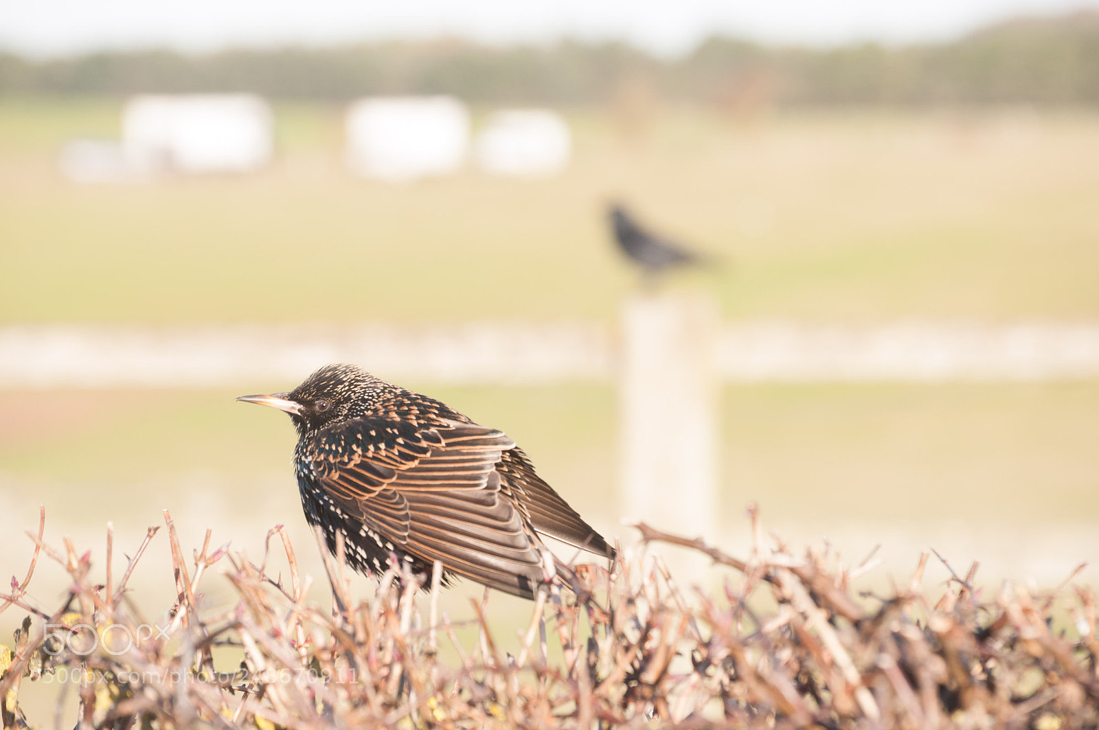 Nikon D5000 sample photo. Safely grounded photography