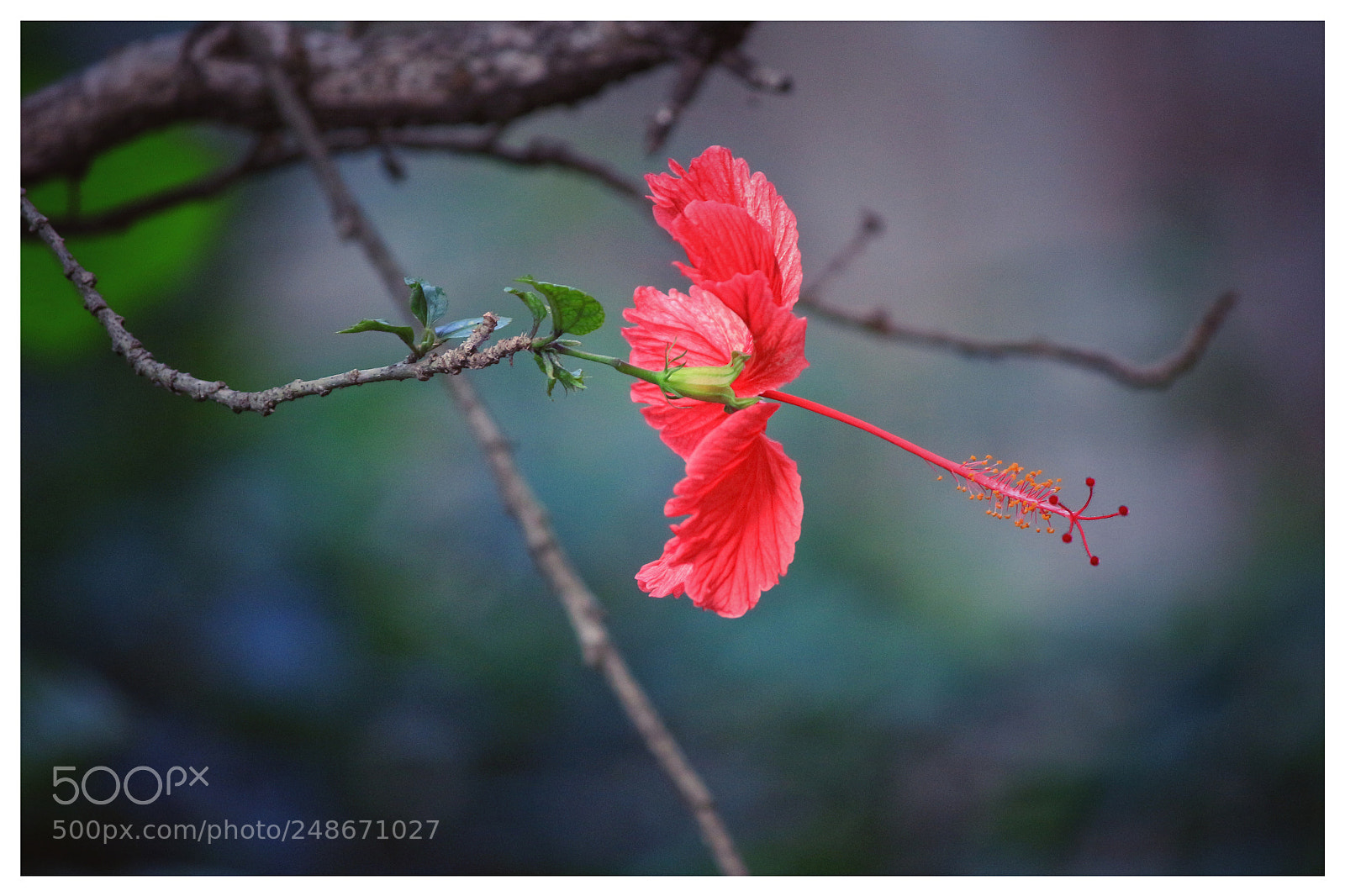 Canon EOS 700D (EOS Rebel T5i / EOS Kiss X7i) sample photo. Untitled photography