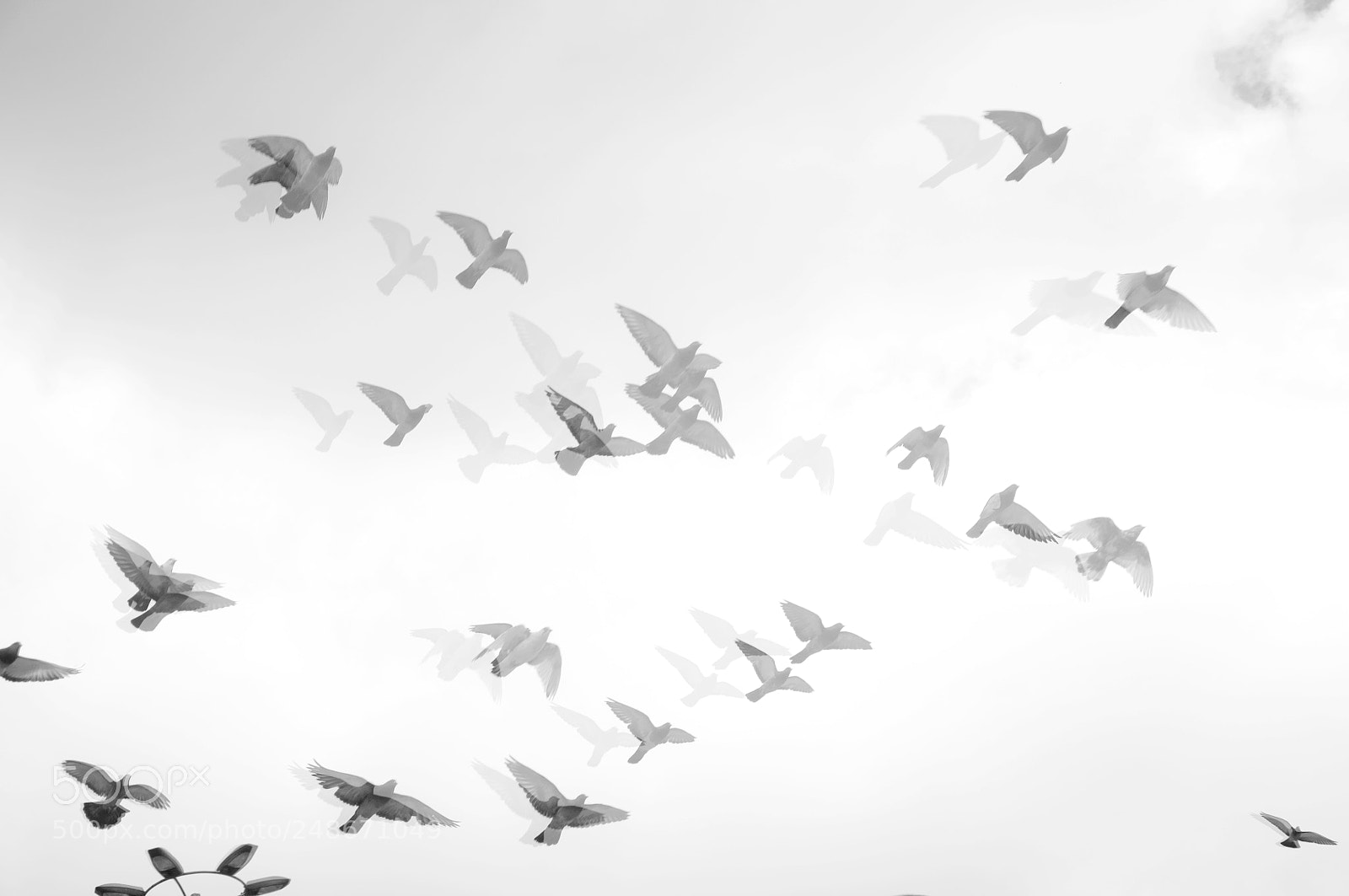 Nikon D5000 sample photo. Fly photography