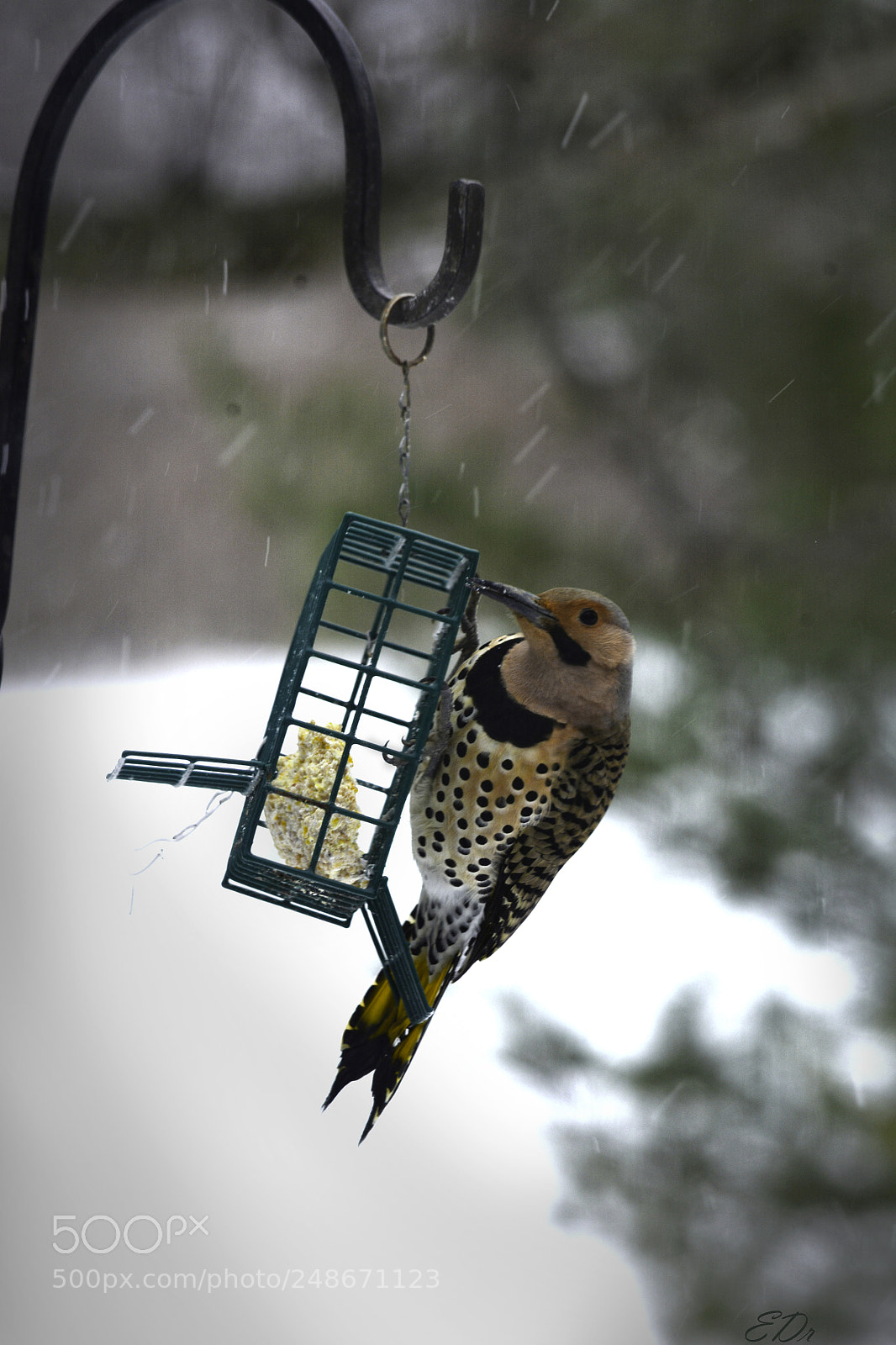 Nikon D7100 sample photo. Flicker photography