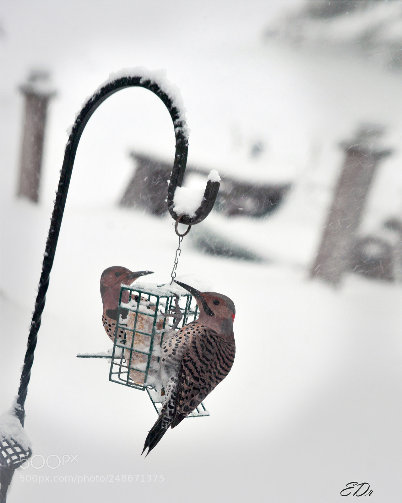 Nikon D7100 sample photo. Two flickers photography