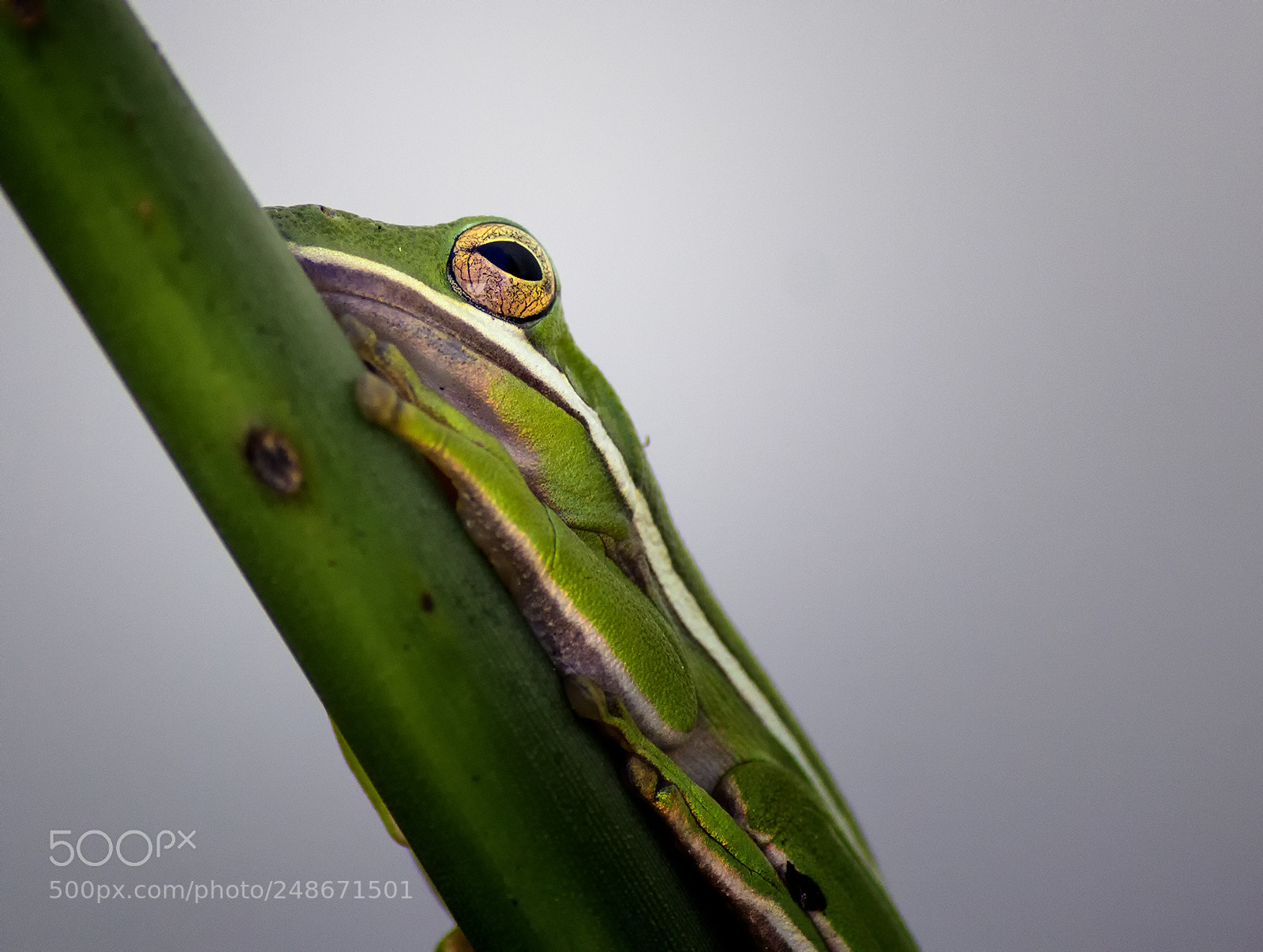 Canon EOS 600D (Rebel EOS T3i / EOS Kiss X5) sample photo. Green tree frog photography