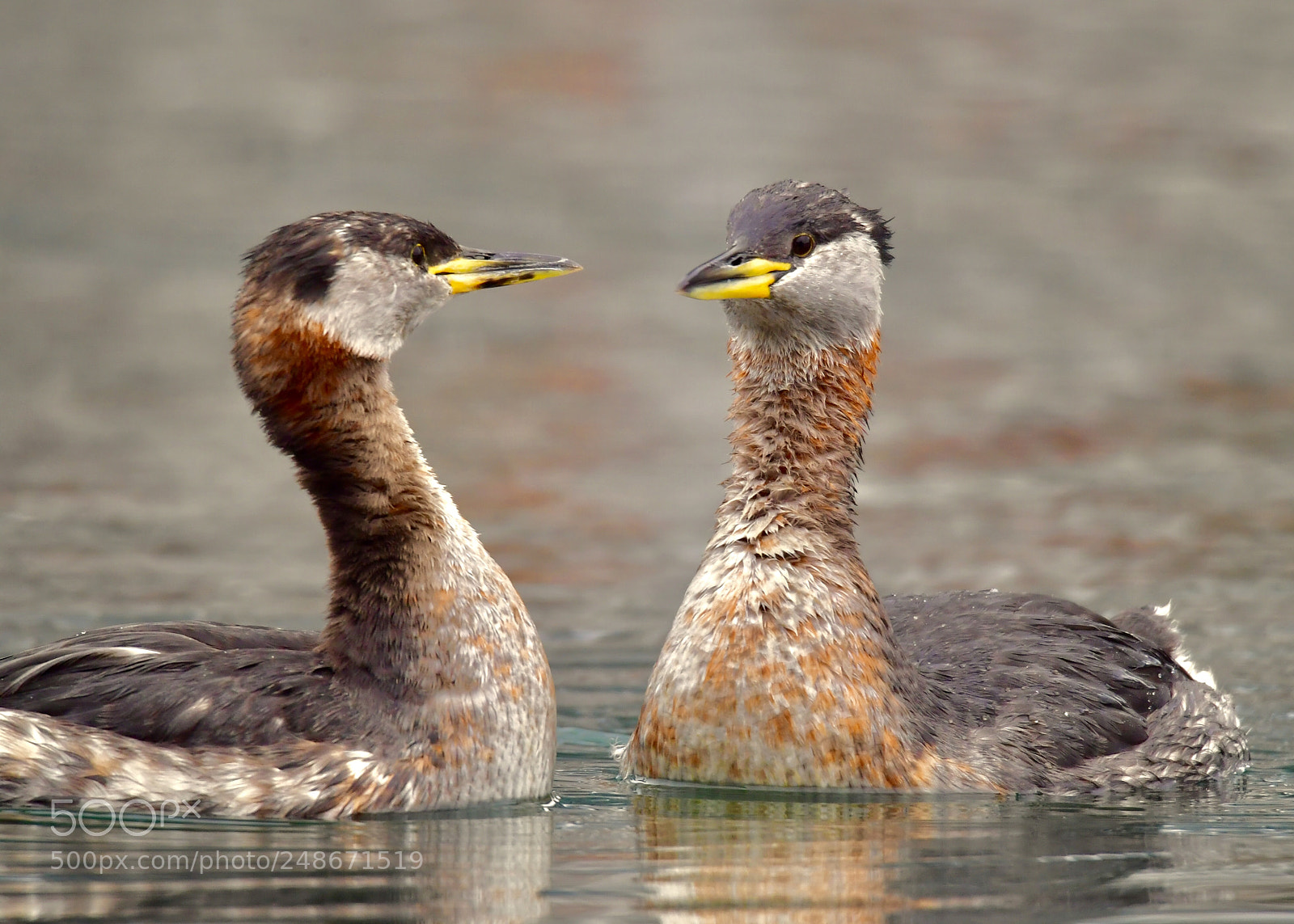 Nikon D5 sample photo. Red-necked grebe couple photography