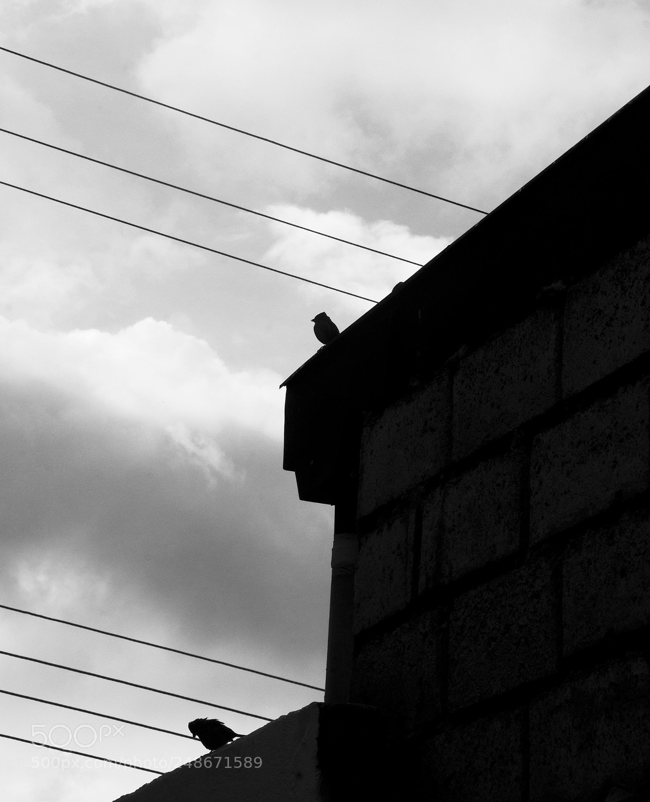 Nikon D5000 sample photo. Birds photography