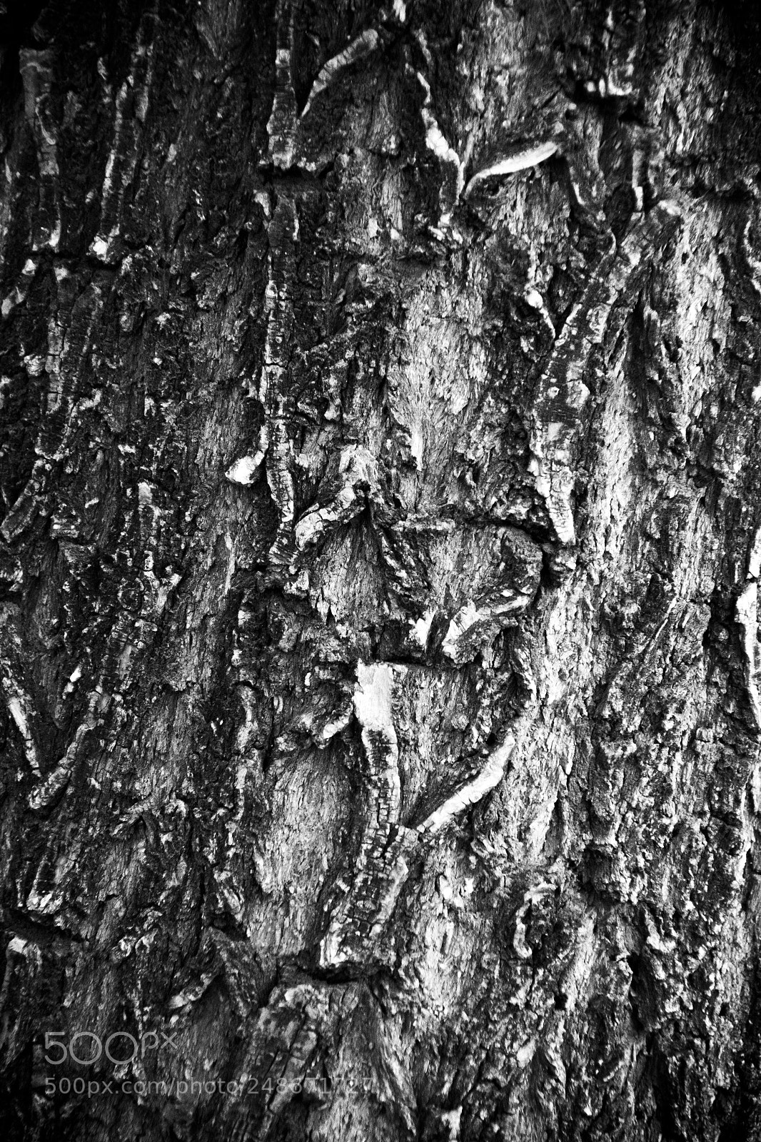 Canon EOS 60D sample photo. 4.jpg photography
