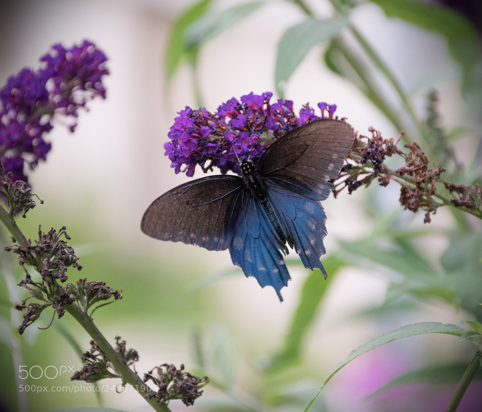 Nikon D5300 sample photo. Pipevine swallowtail photography
