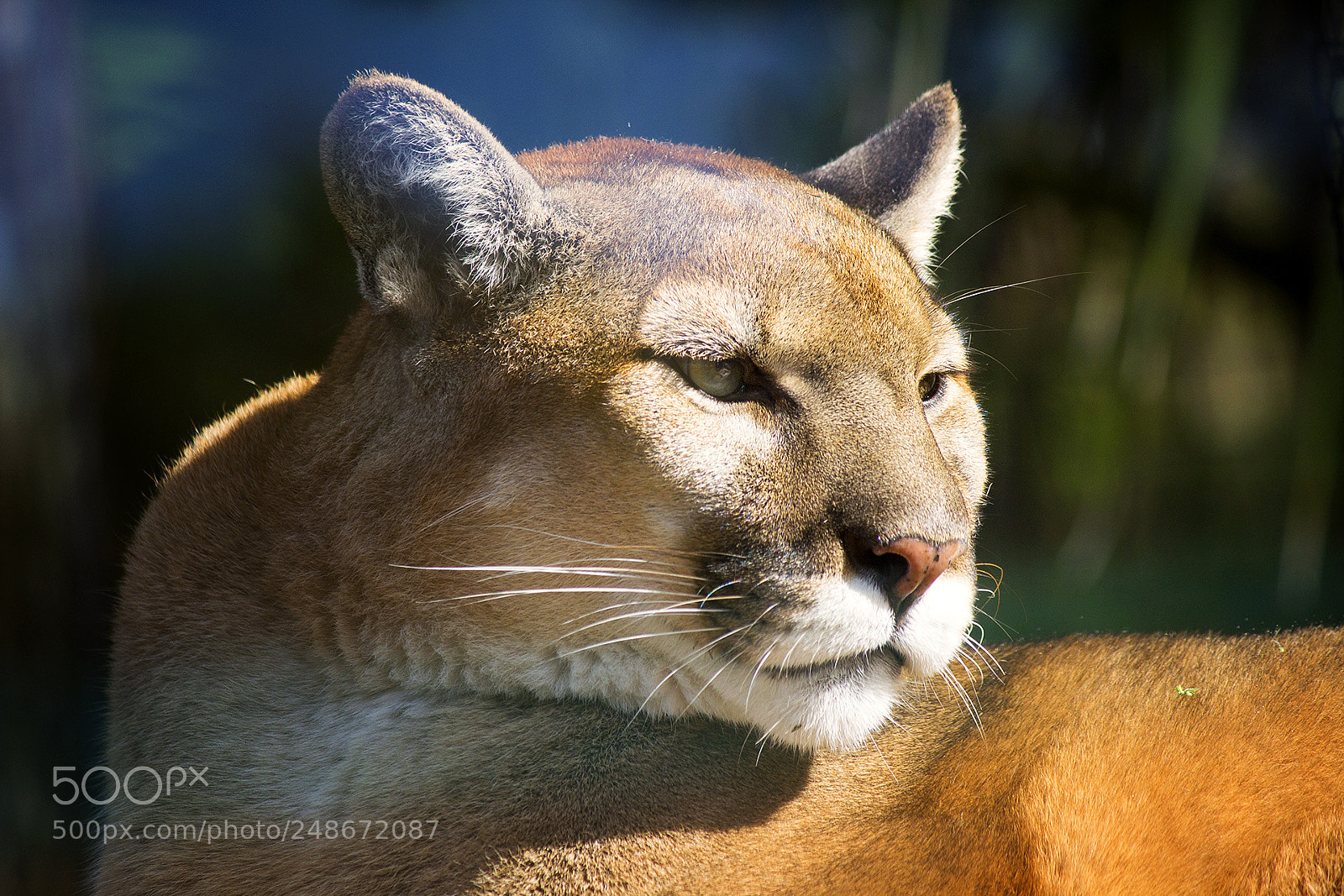 Canon EOS 600D (Rebel EOS T3i / EOS Kiss X5) sample photo. Florida panther photography