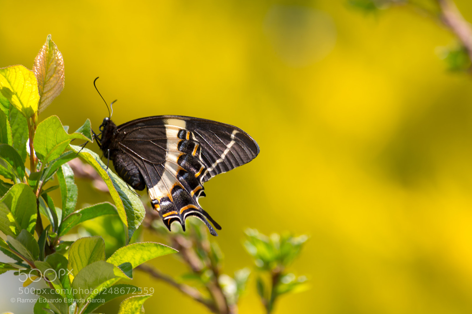 Nikon D7100 sample photo. Mariposa photography