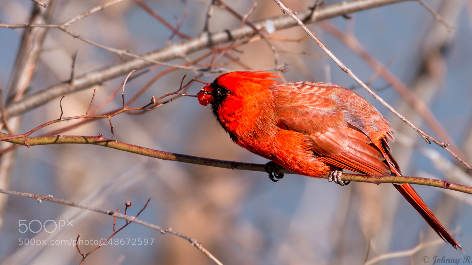 Nikon D5600 sample photo. Cardinal photography