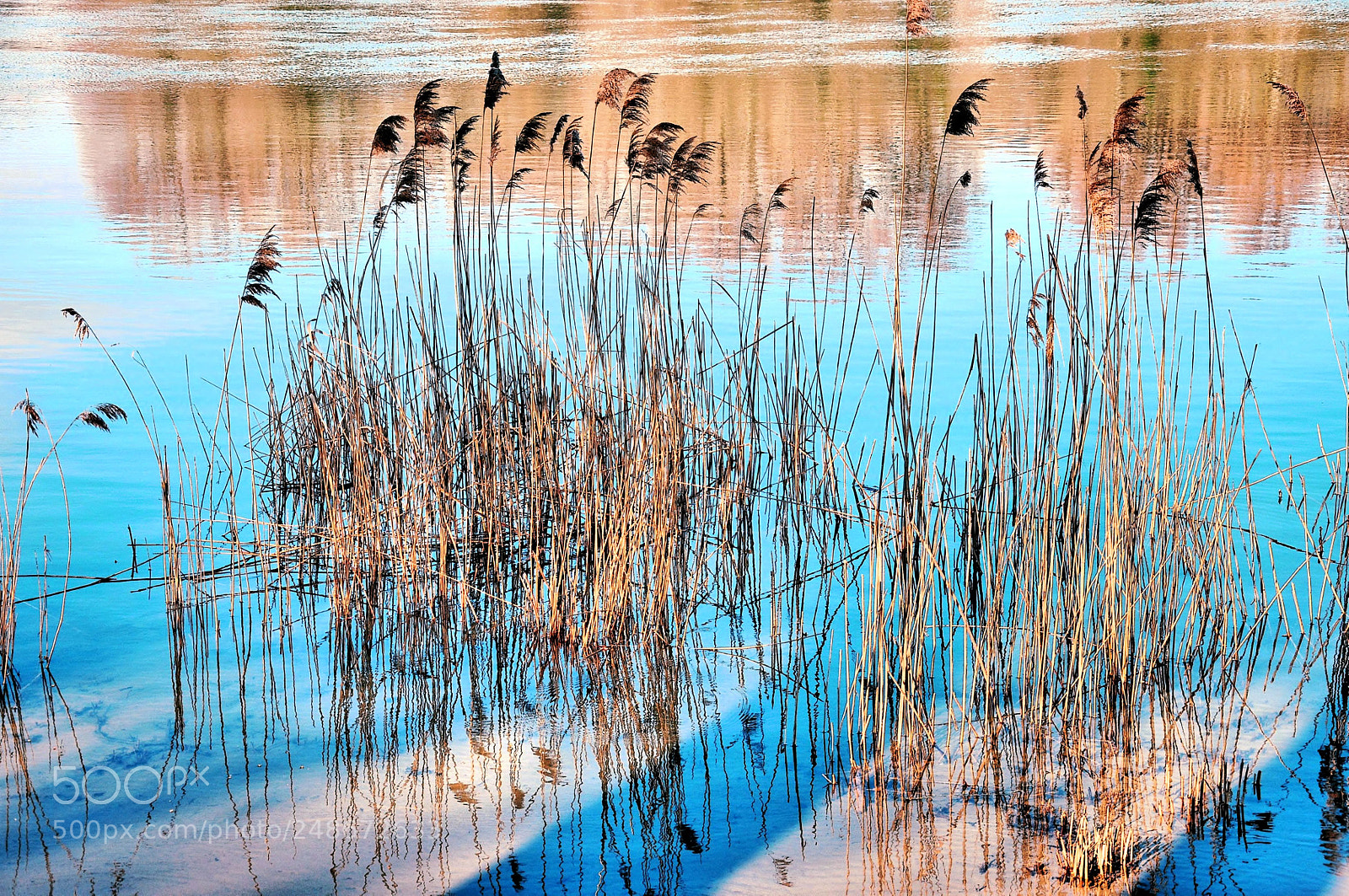 Nikon D300S sample photo. * photography
