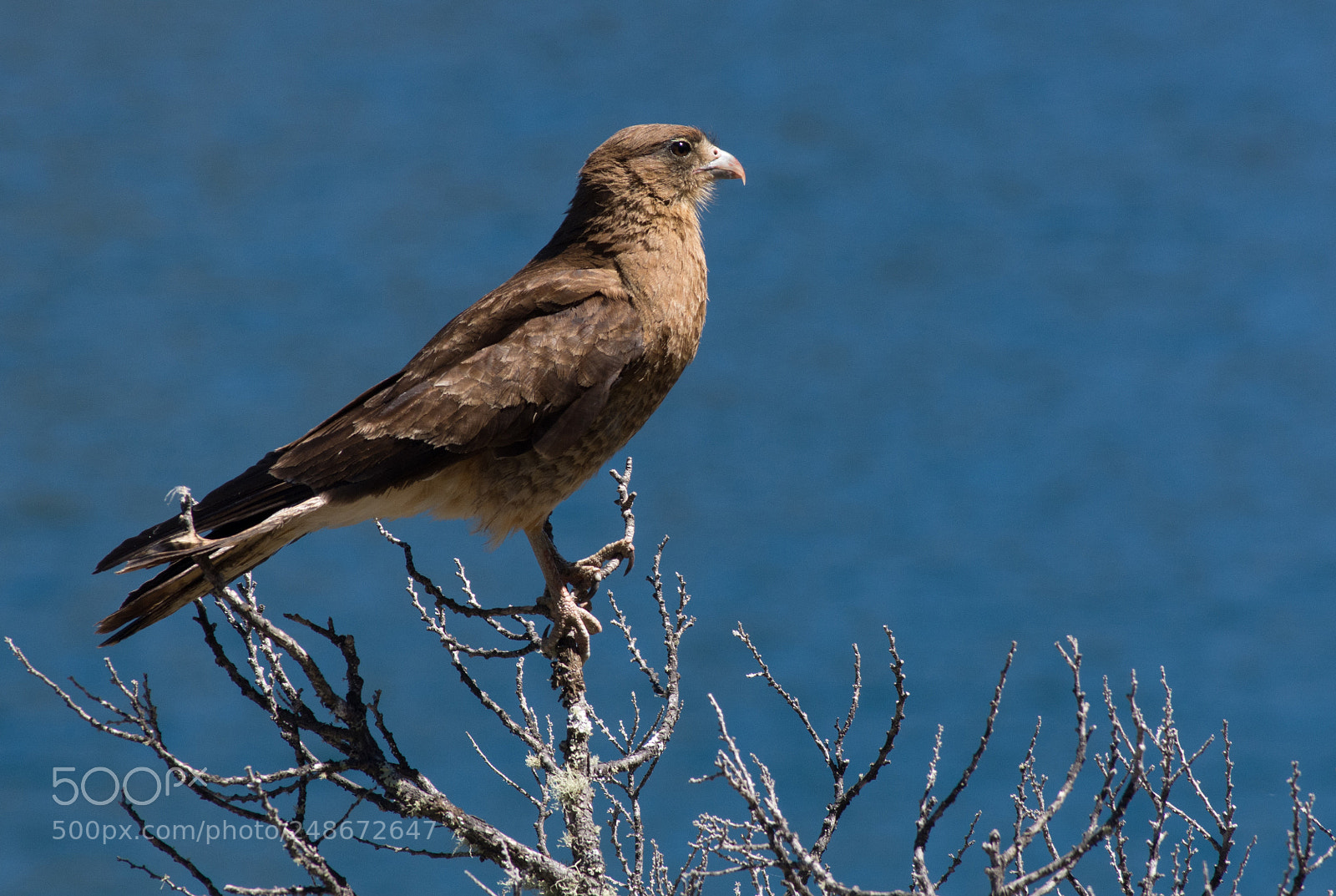 Nikon D7200 sample photo. Aguilucho photography