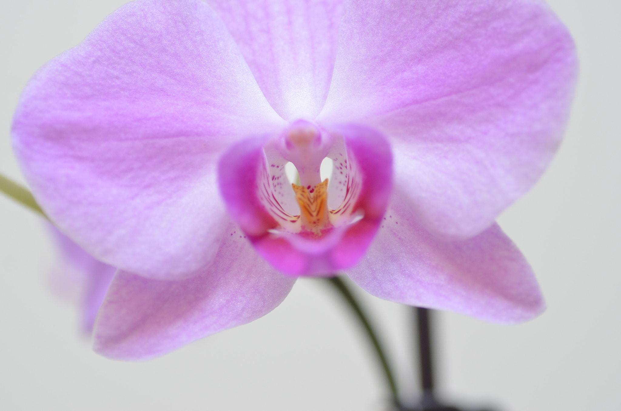 Nikon D5100 sample photo. Orchid photography