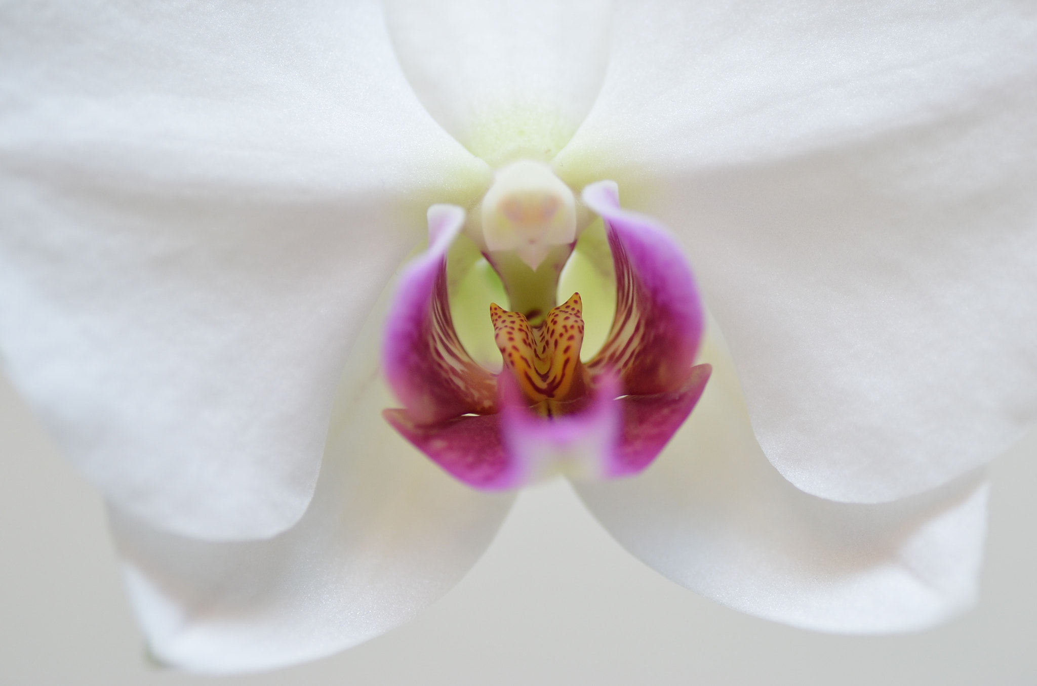 Nikon D5100 sample photo. Orchid1 photography