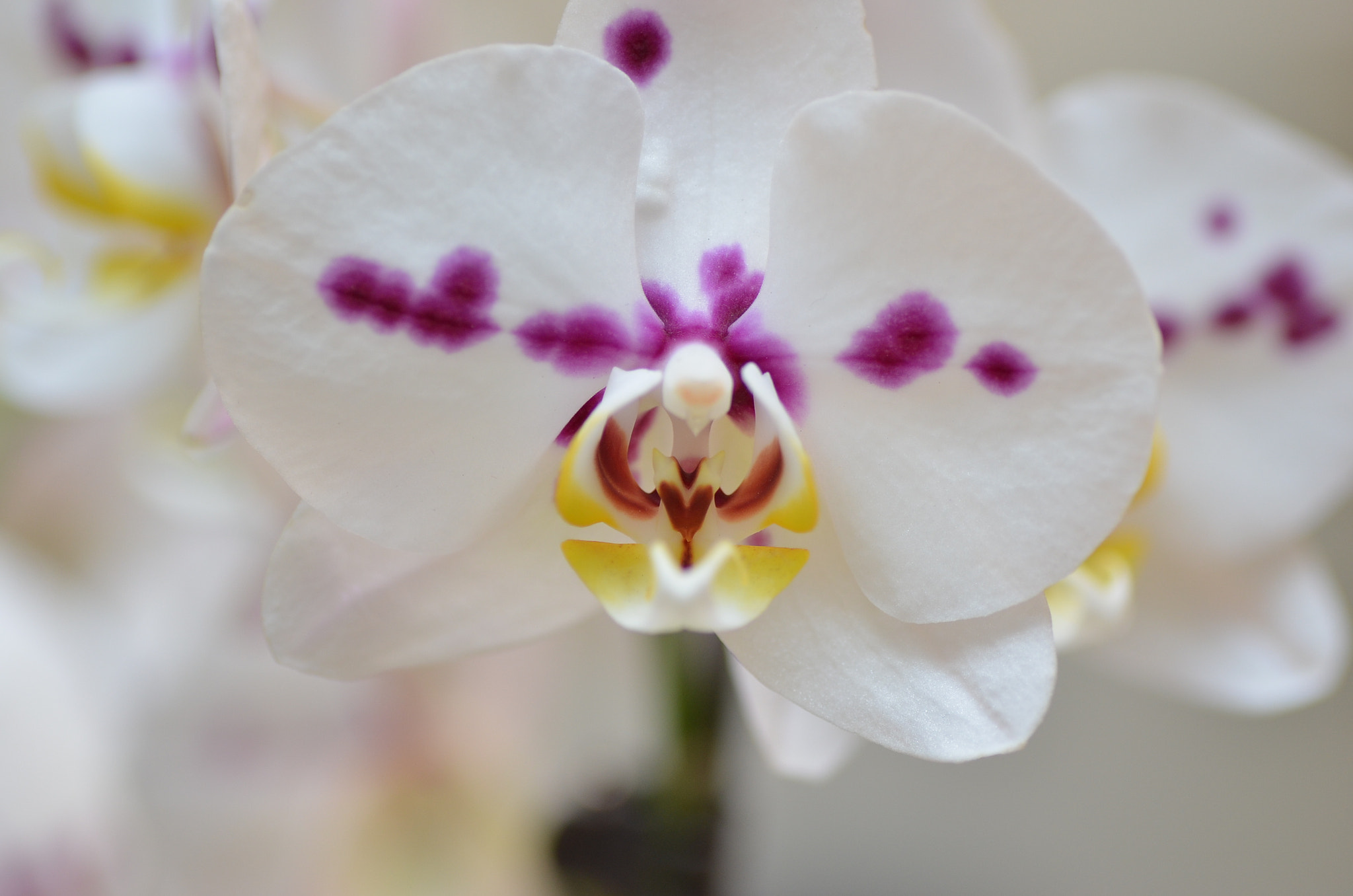 Nikon D5100 sample photo. Orchid2 photography