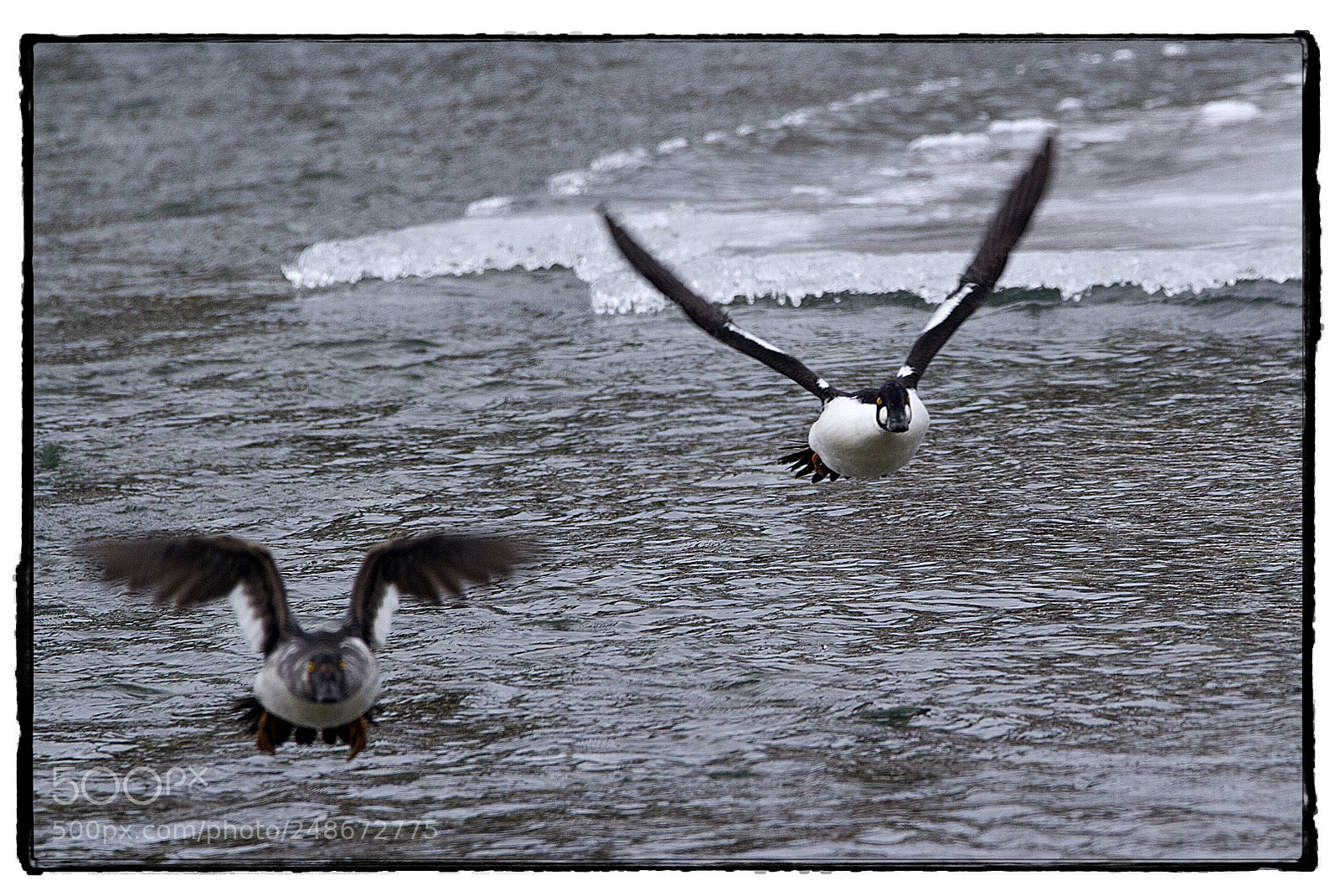 Canon EOS 7D sample photo. Common goldeneyes take flight. photography
