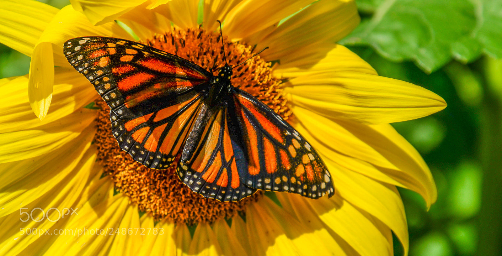 Nikon D610 sample photo. Monarch photography