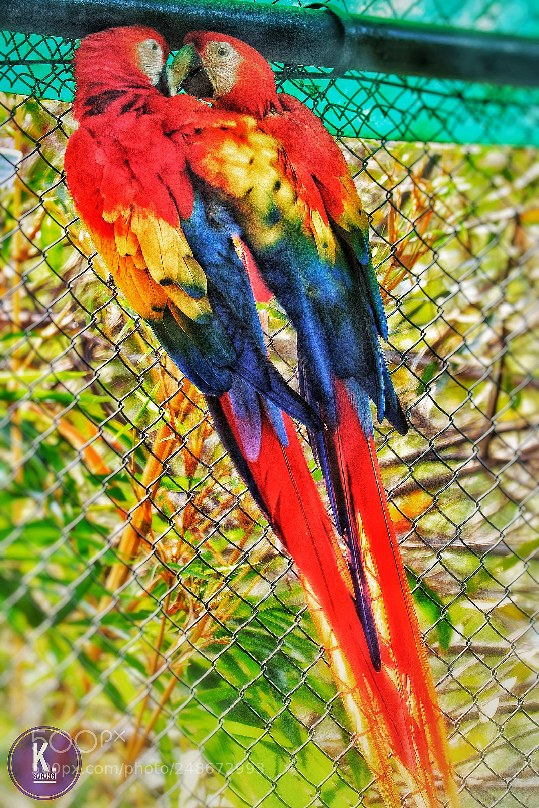 Canon EOS 200D (EOS Rebel SL2 / EOS Kiss X9) sample photo. Macaws photography