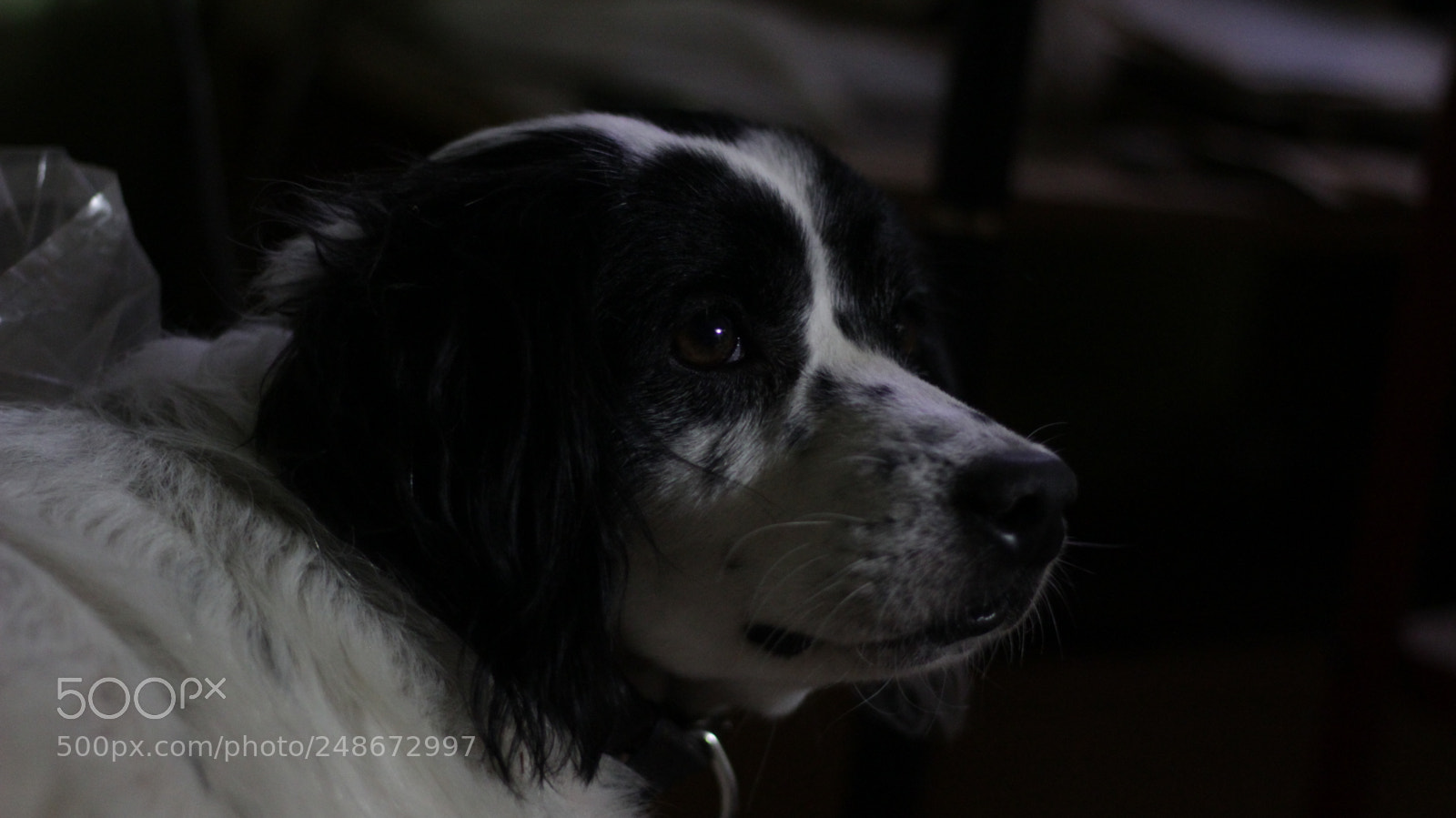 Canon EOS 1200D (EOS Rebel T5 / EOS Kiss X70 / EOS Hi) sample photo. Perro photography