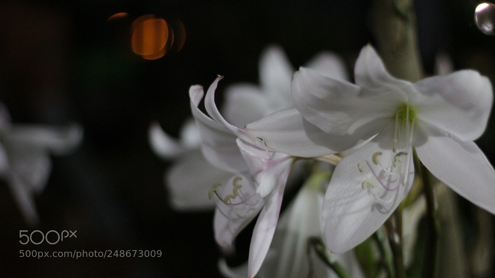 Canon EOS 1200D (EOS Rebel T5 / EOS Kiss X70 / EOS Hi) sample photo. Azucenas photography