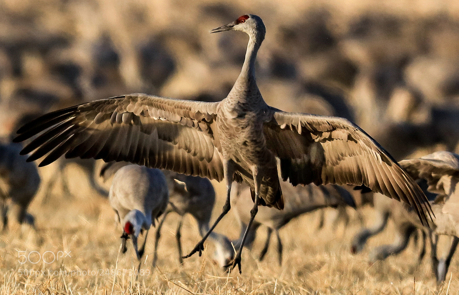 Canon EOS 5DS R sample photo. Sand hill crane photography