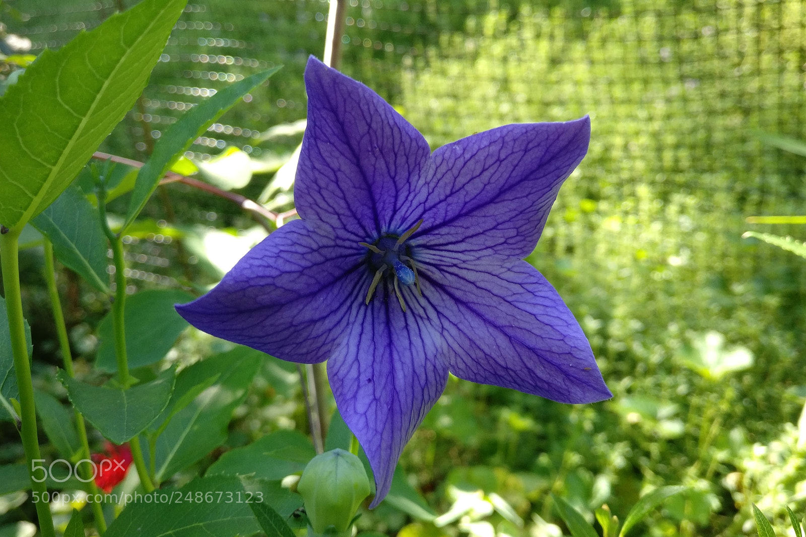 OnePlus A3000 sample photo. Balloon flower photography