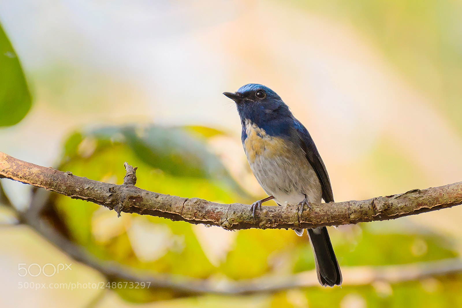 Nikon D7100 sample photo. Hainan blue flycatcher photography