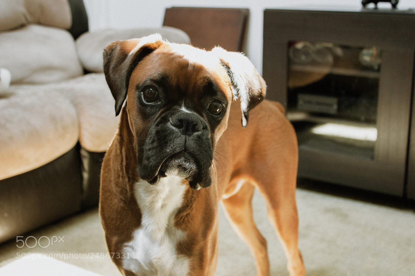 Canon EOS 600D (Rebel EOS T3i / EOS Kiss X5) sample photo. Young pup photography