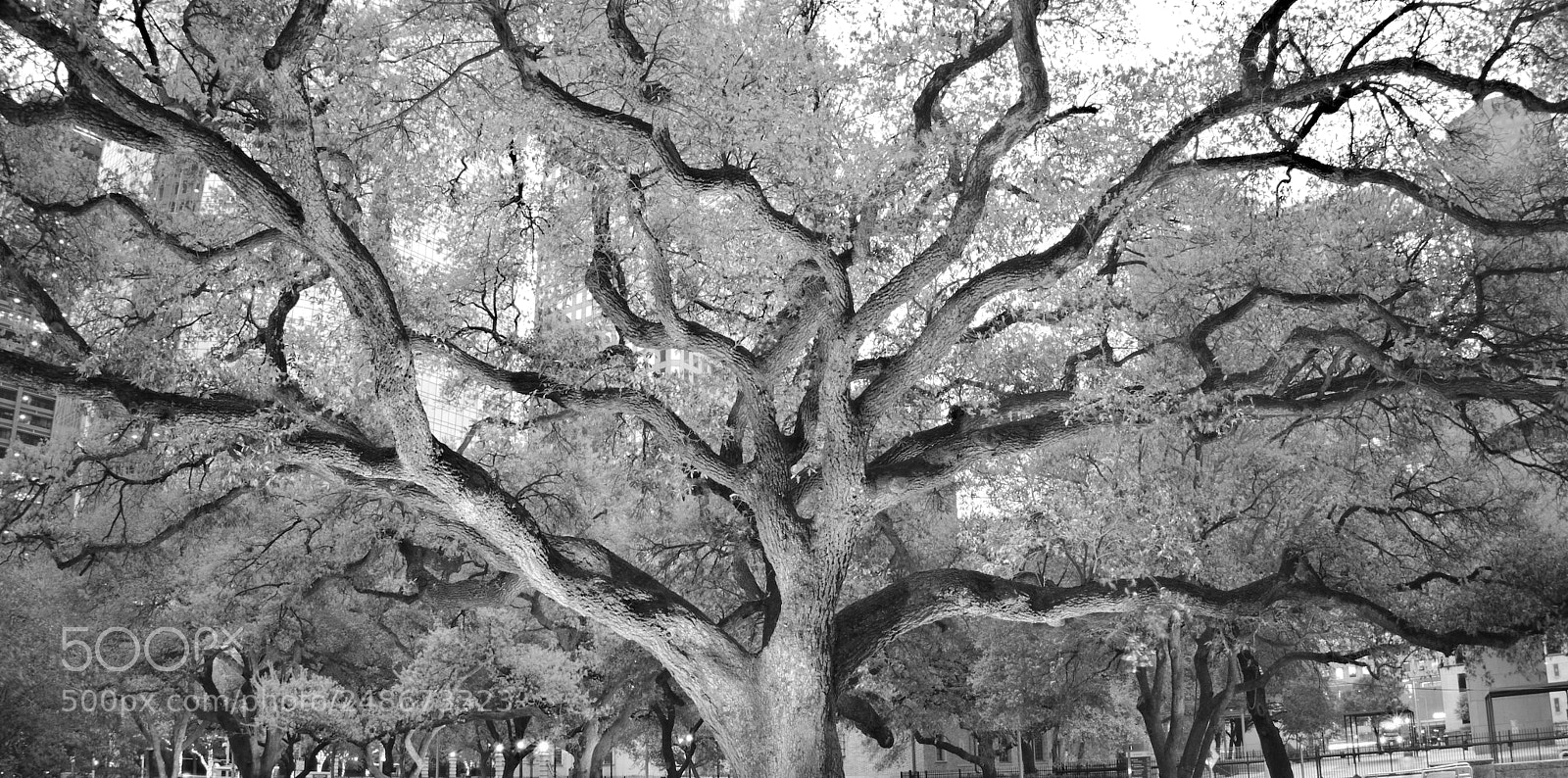 Sony a6300 sample photo. Tree photography