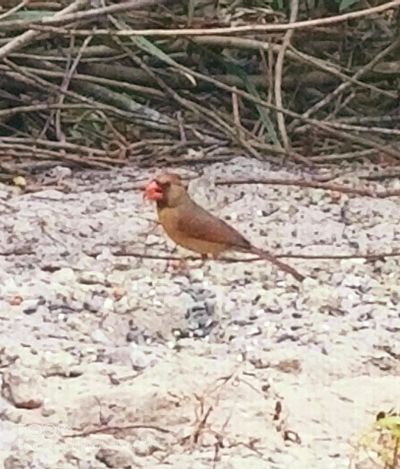 Samsung Galaxy S8+ sample photo. Female cardenal photography