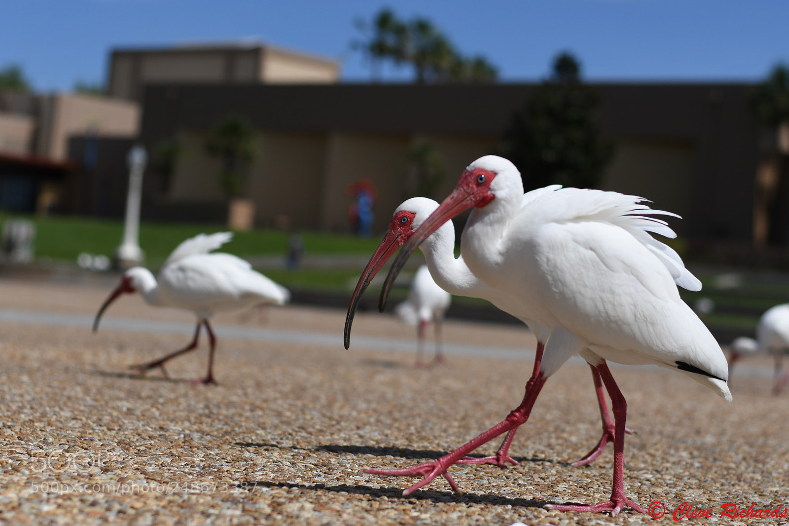 Nikon D500 sample photo. White ibis photography