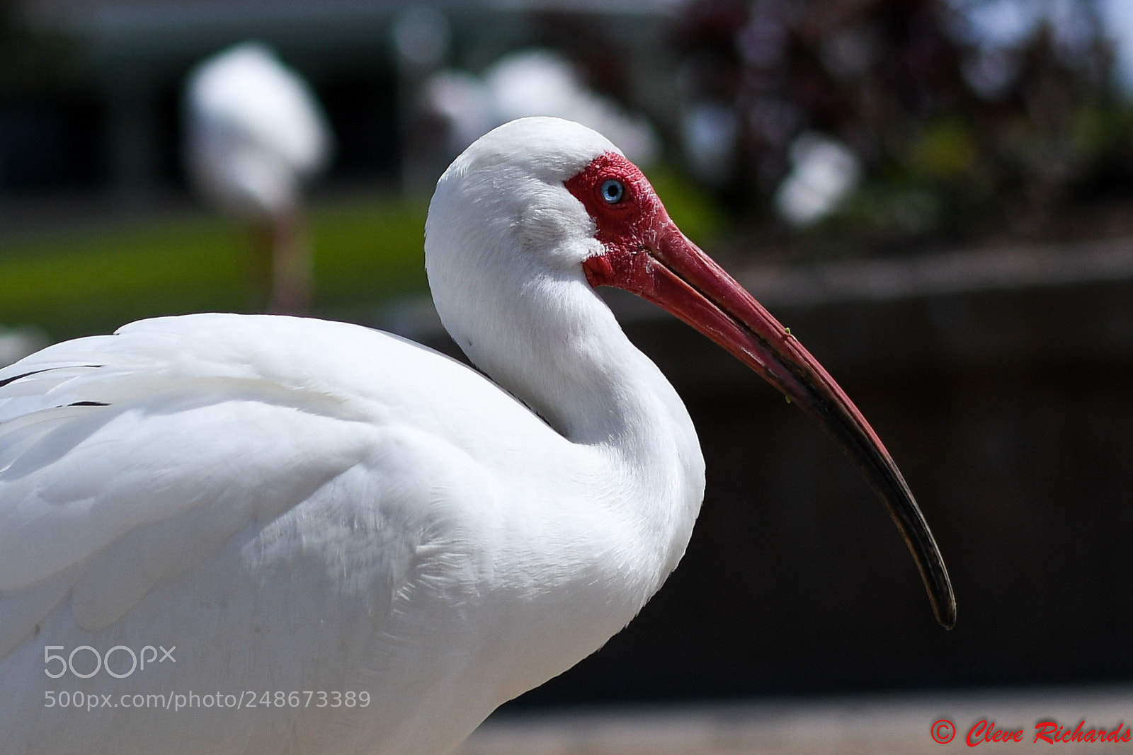 Nikon D500 sample photo. White ibis close up photography