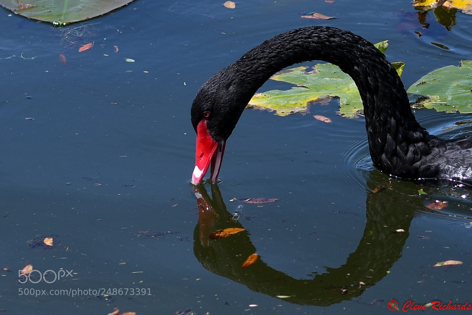 Nikon D500 sample photo. Black swan photography