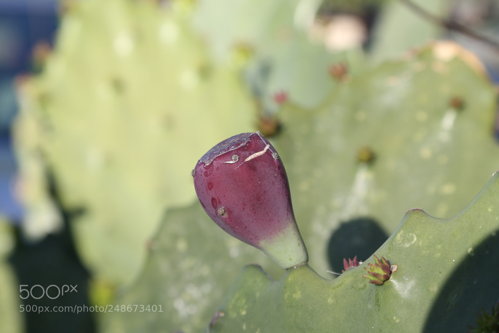 Canon EOS 6D + Canon EF 24-105mm F4L IS USM sample photo. Prickly pear photography