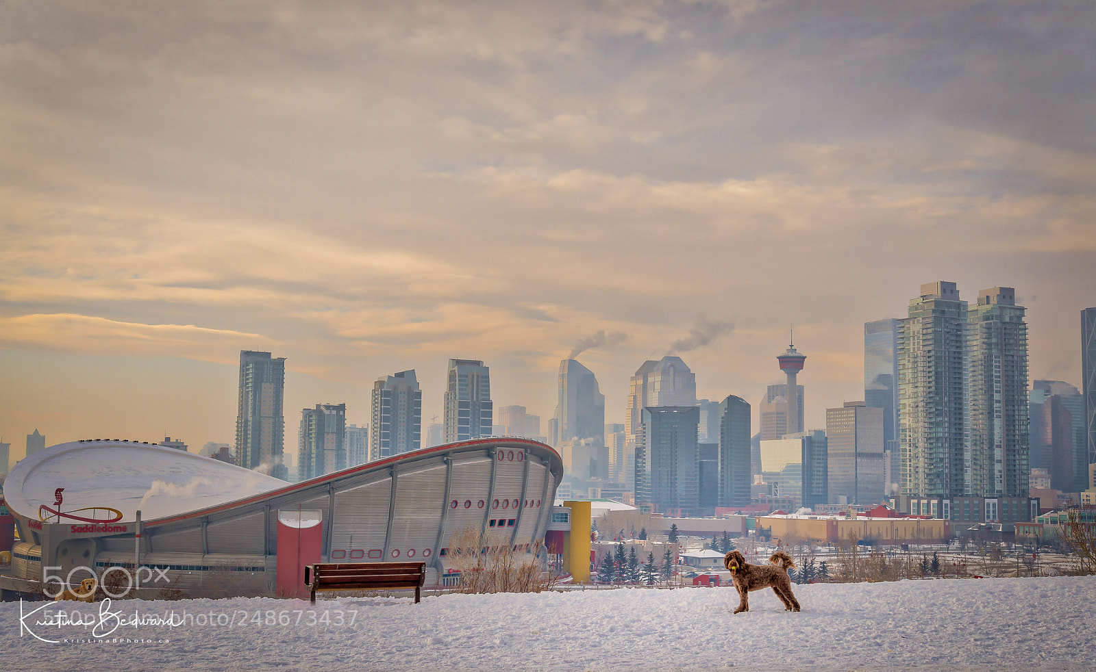 Nikon D600 sample photo. Dog park with a photography