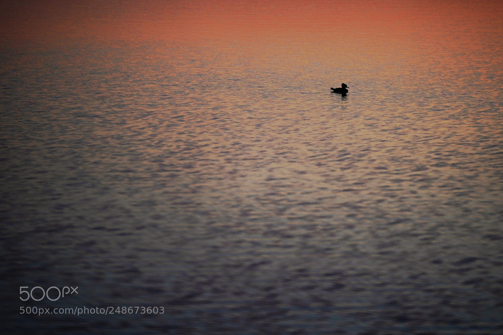 Sony a9 sample photo. One duck photography