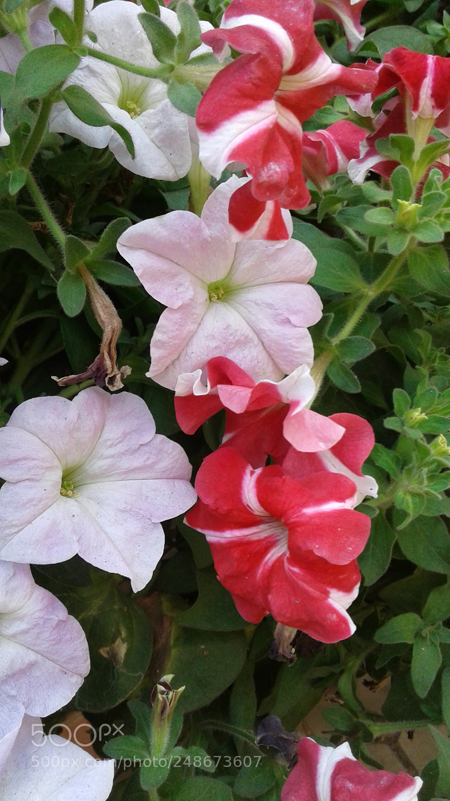 Samsung Galaxy J2 sample photo. Contrasting hues photography
