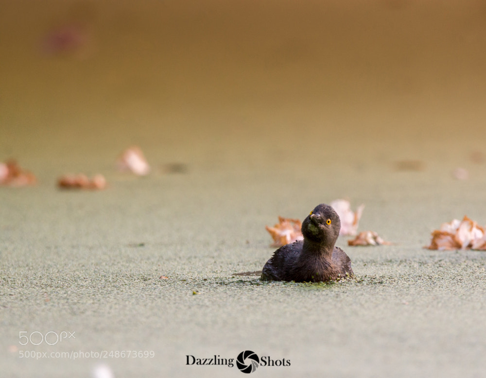 Nikon D7200 sample photo. Just a small duck photography