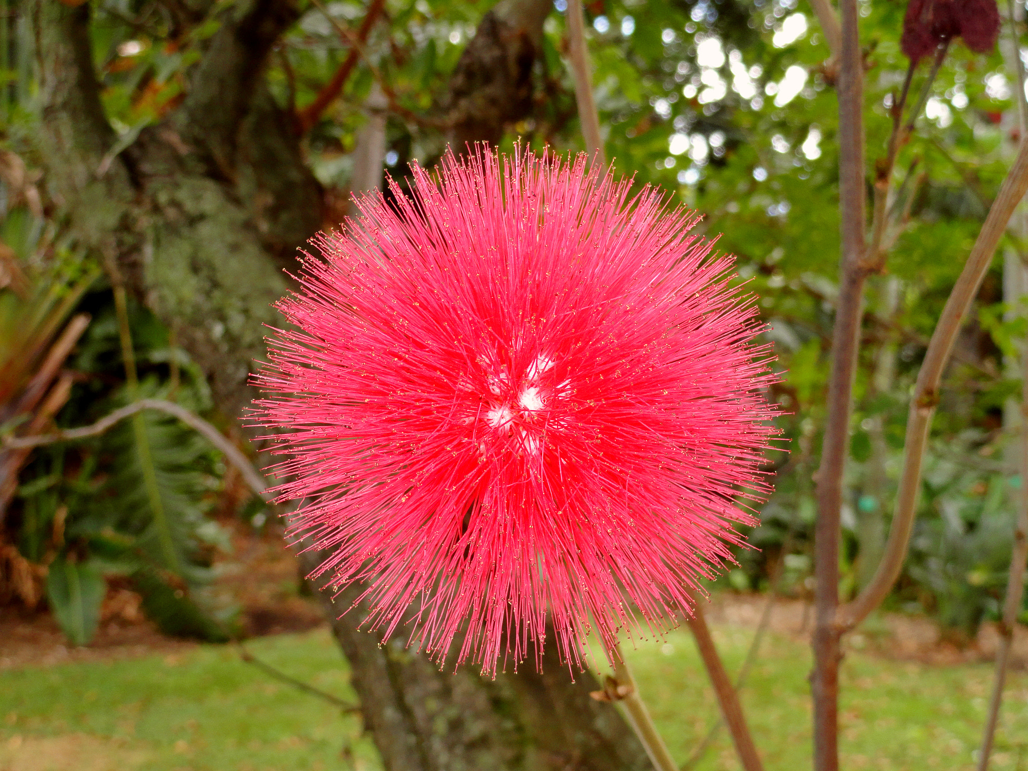 Sony Cyber-shot DSC-H70 sample photo. Tropical red puff photography