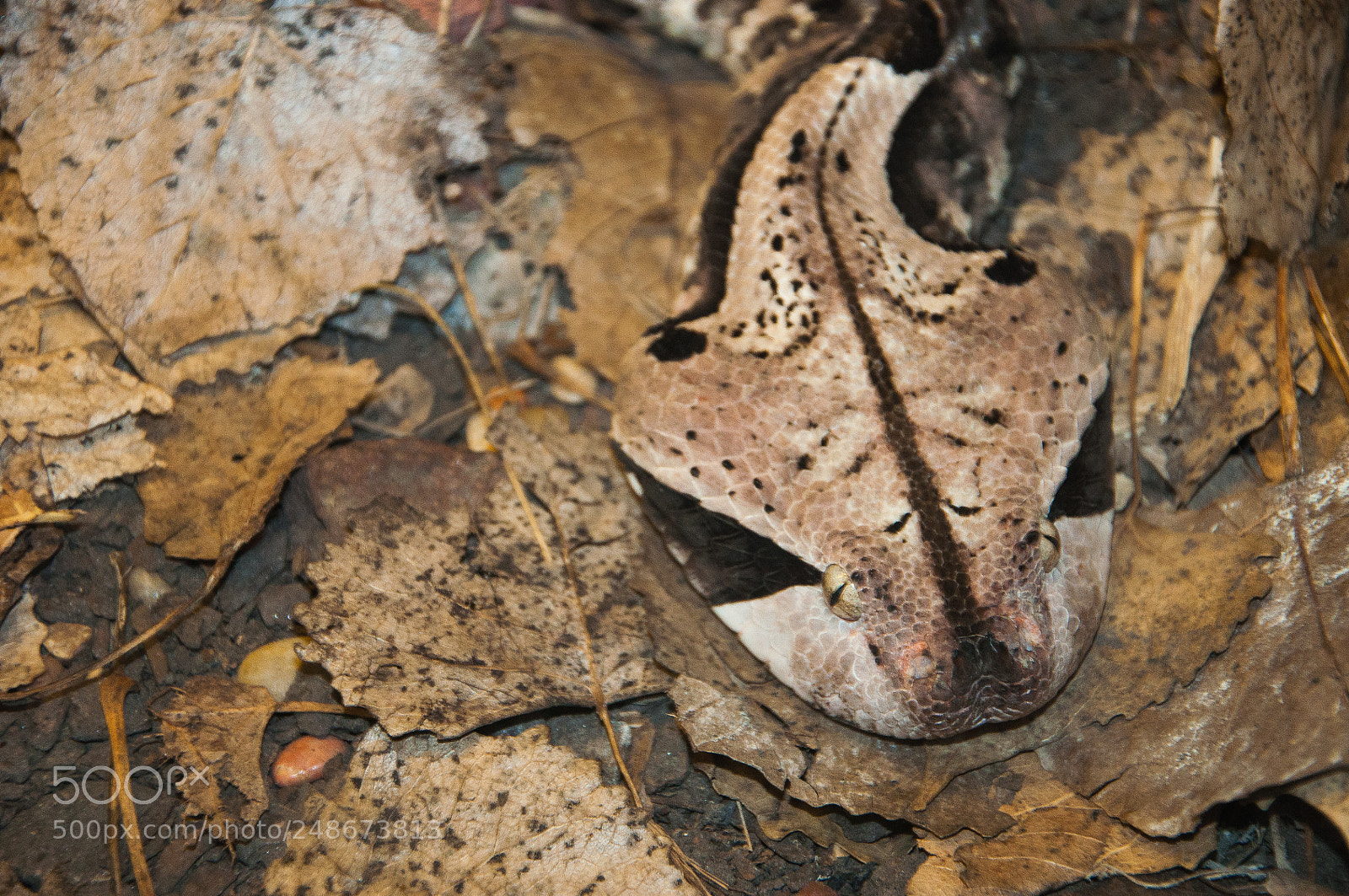 Nikon D90 sample photo. A pile of leaves....nope photography