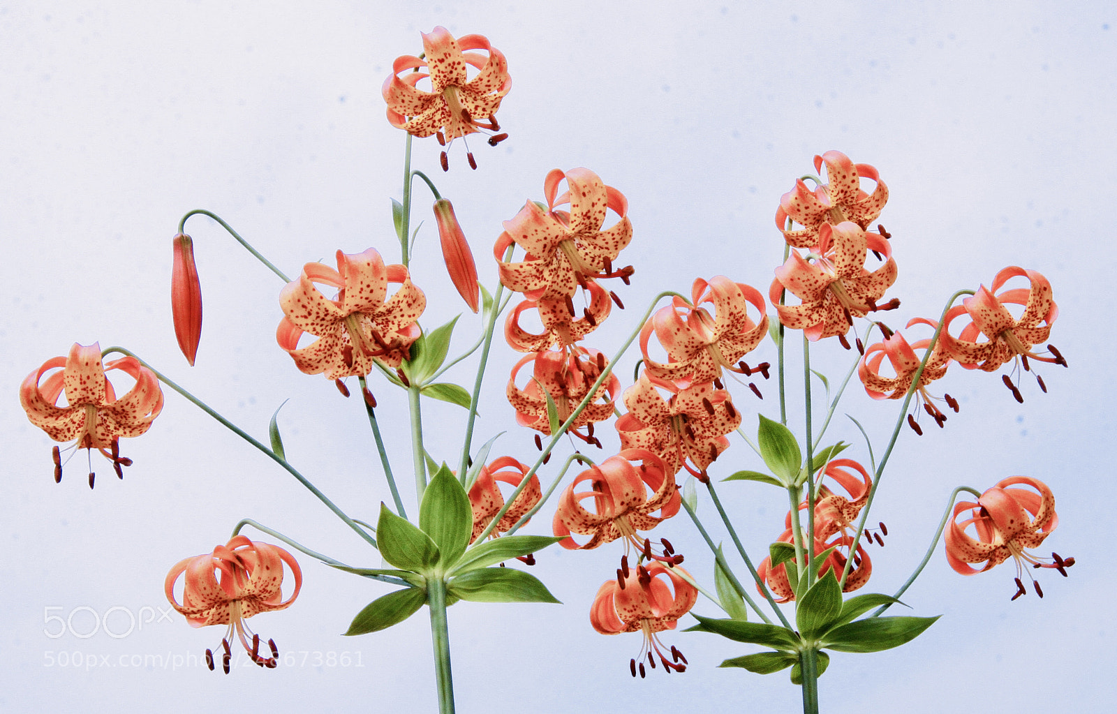 Canon EOS 50D sample photo. Tiger  lily’s photography