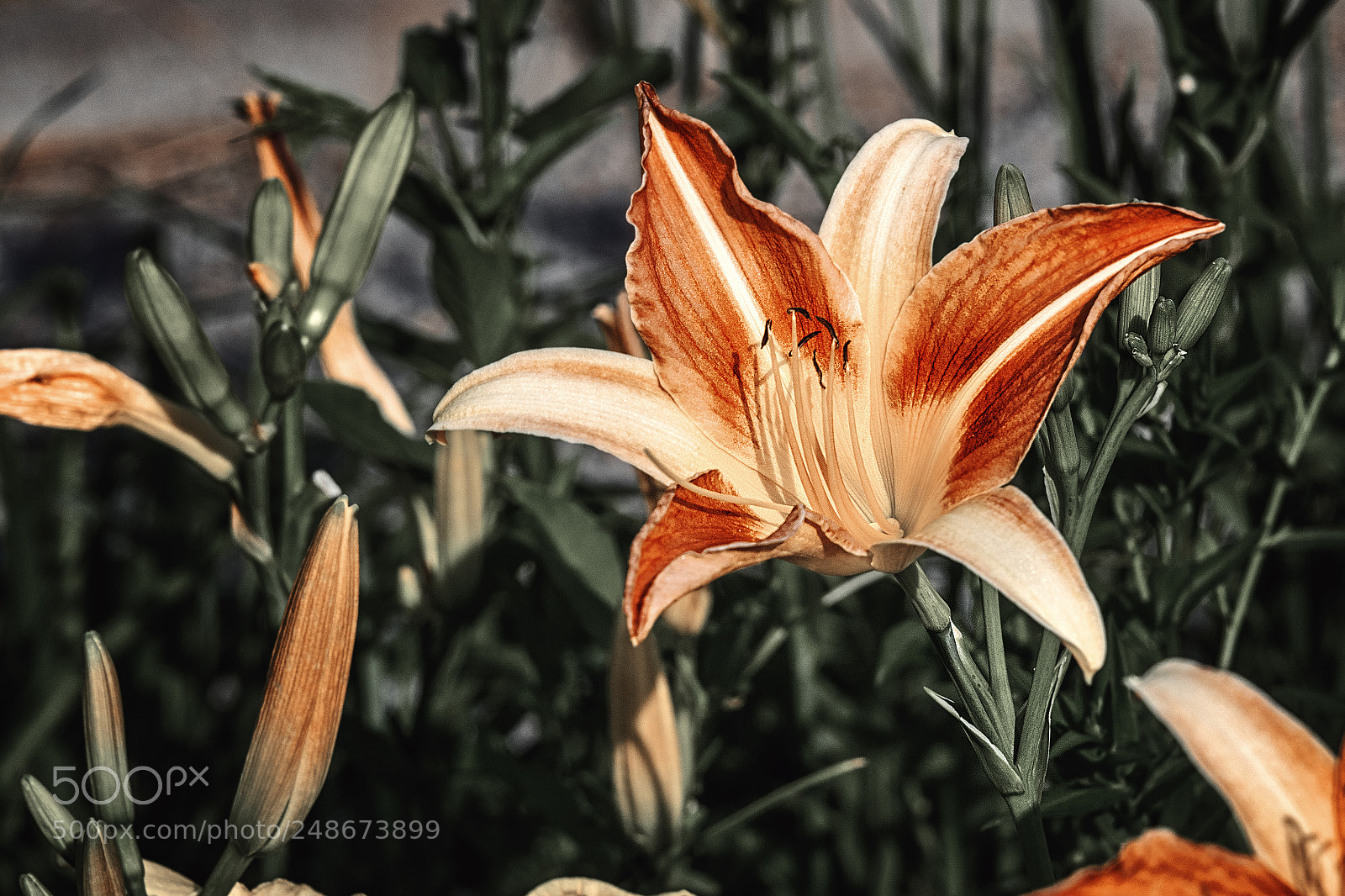 Nikon D5300 sample photo. Summer flowers photography