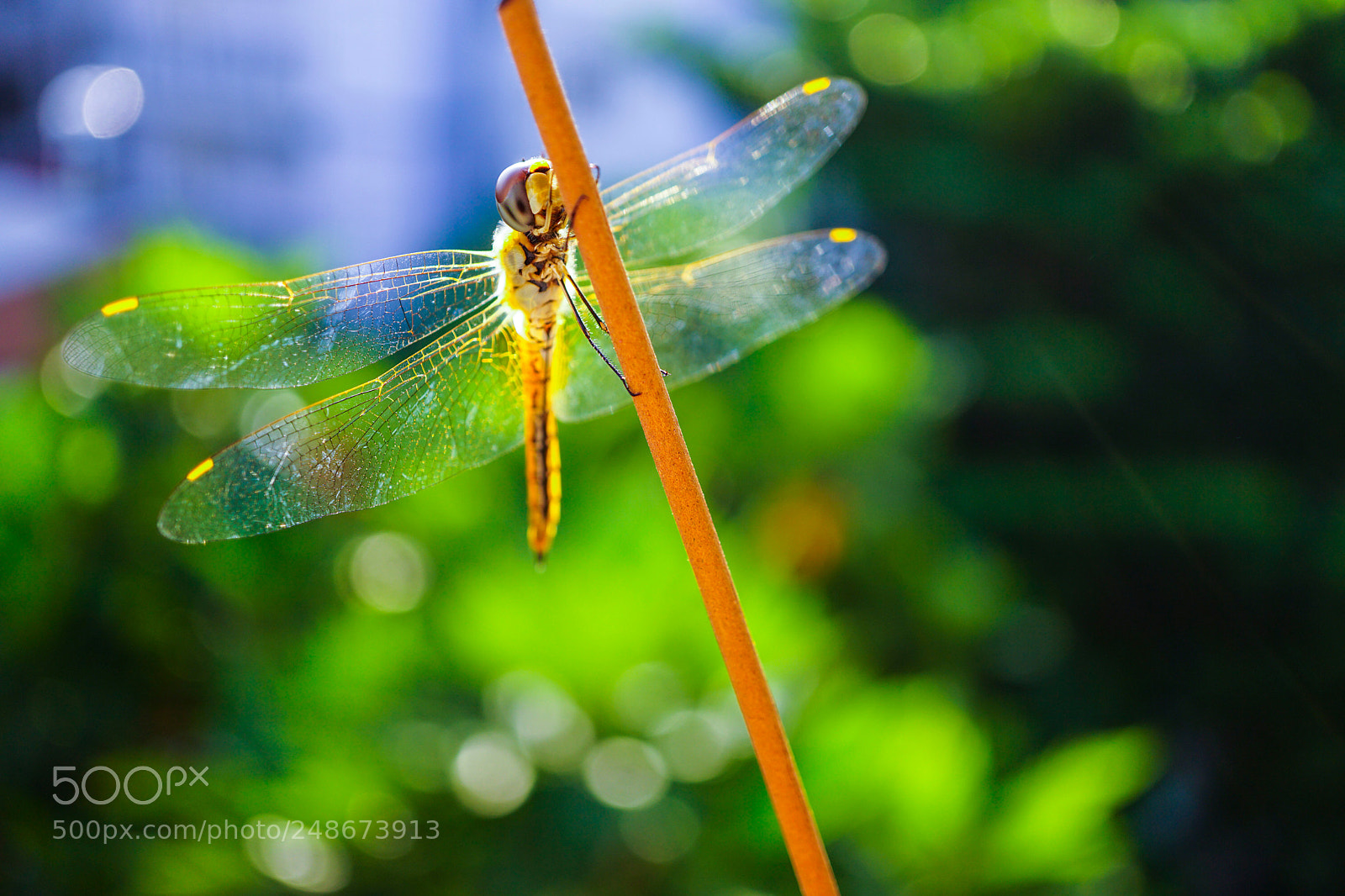 Sony a6000 sample photo. Dragonfly photography